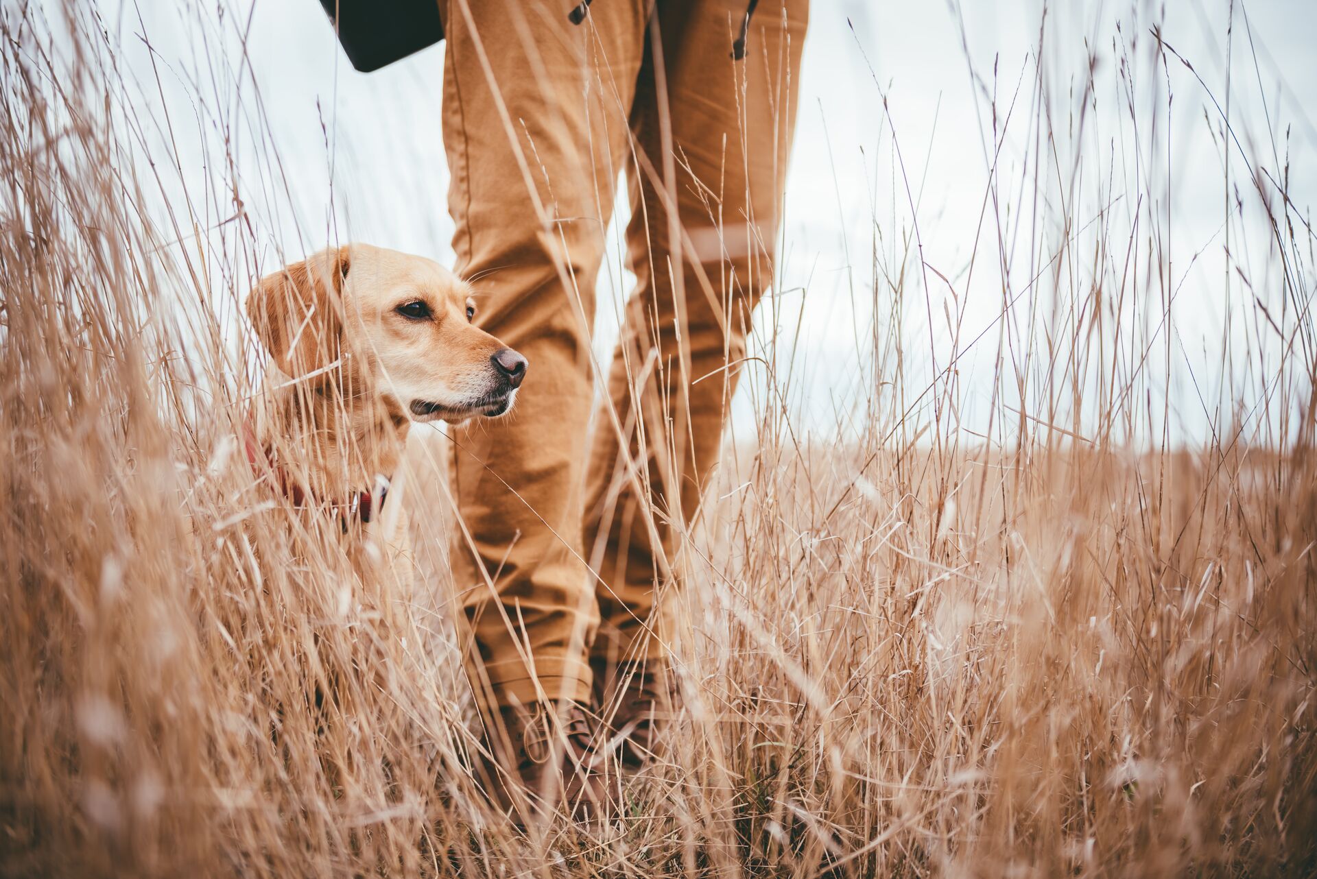 Close-up of a hunting dog next to a hunter in a field, the importance of hunter education concept. 