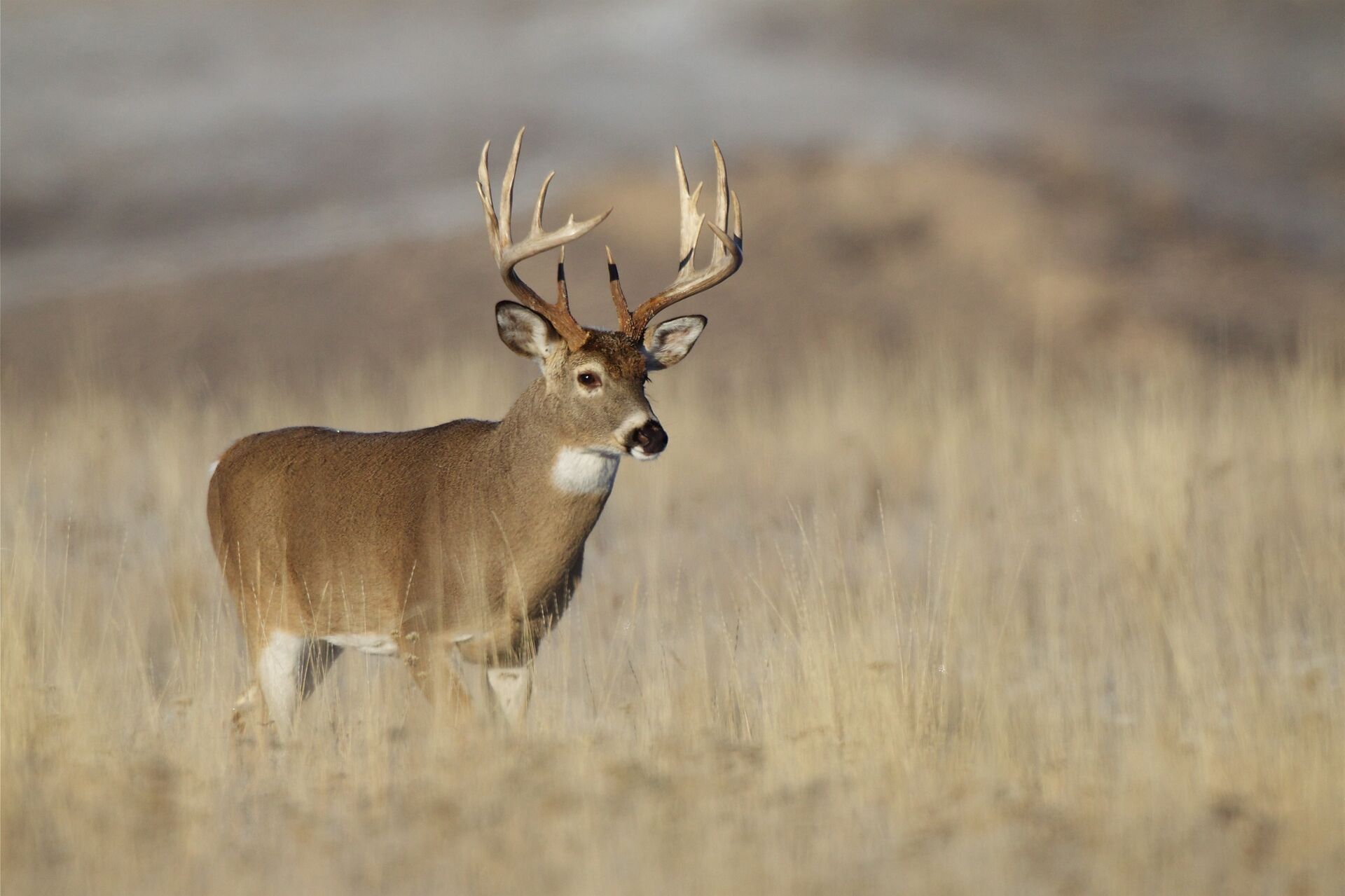 A whitetail buck stands in a field, ethical hunting practices through hunting education concept. 