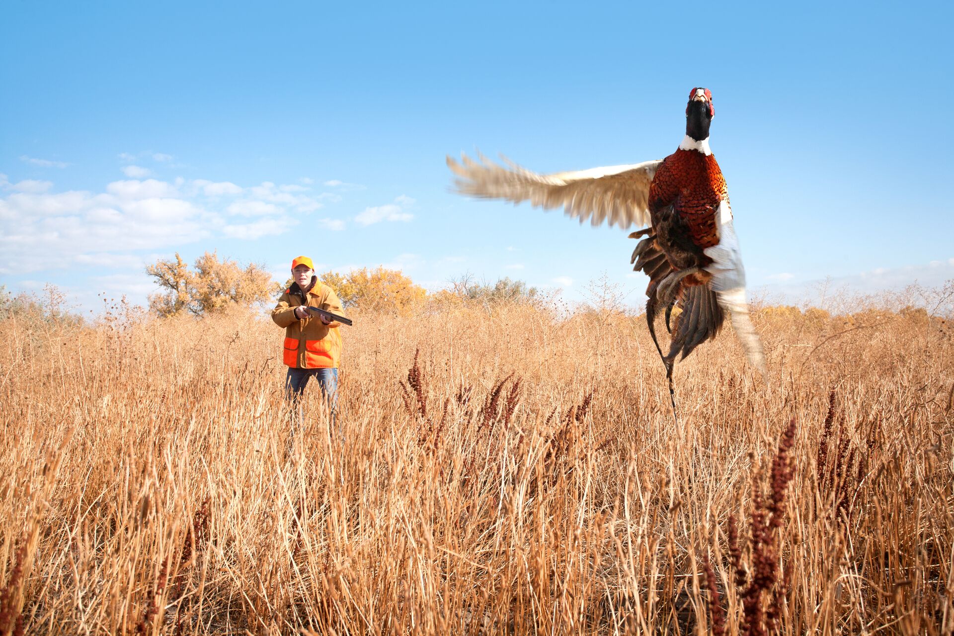 A hunter in blaze orange aims at a pheasant in flight, is I learn to hunt a legitimate course concept. 