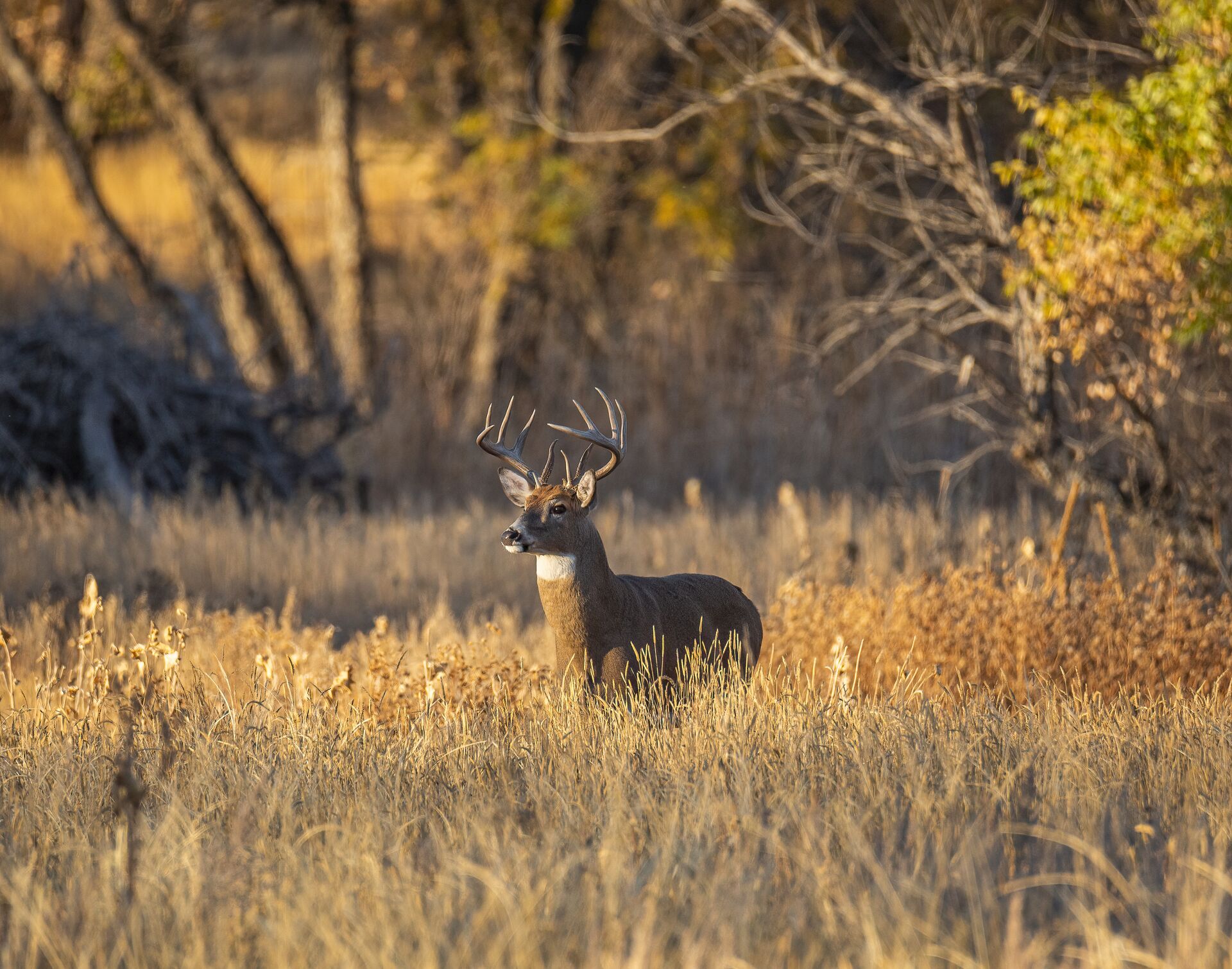 A whitetail buck in a field, learning how to hunt through hunter education concept. 