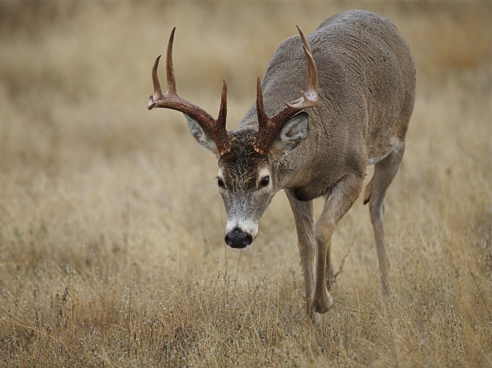 A white tail buck with its head lowered in a field, matching gun calibers to game concept. 