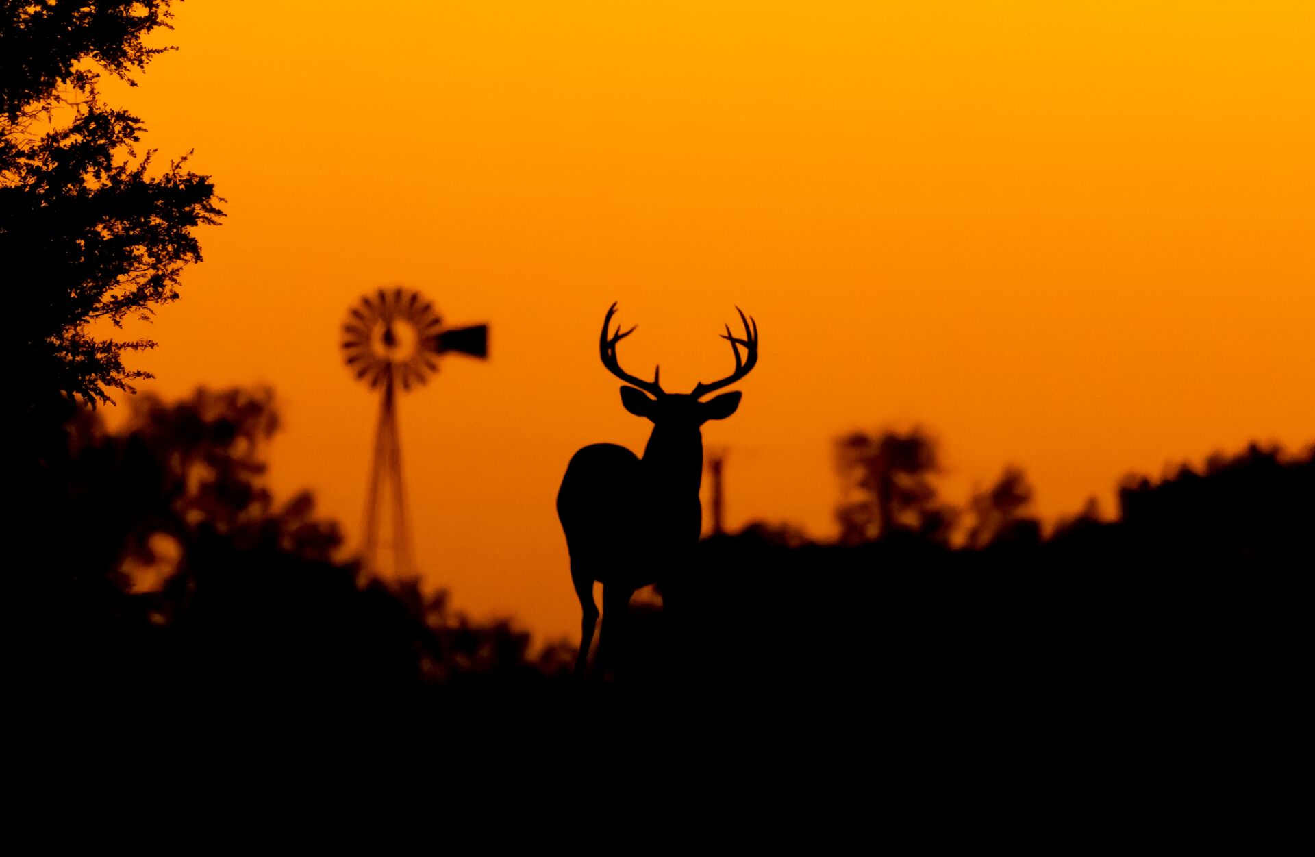 Silhouette of a deer buck with a windmill in the backgroun, hunter safety education near me concept. 