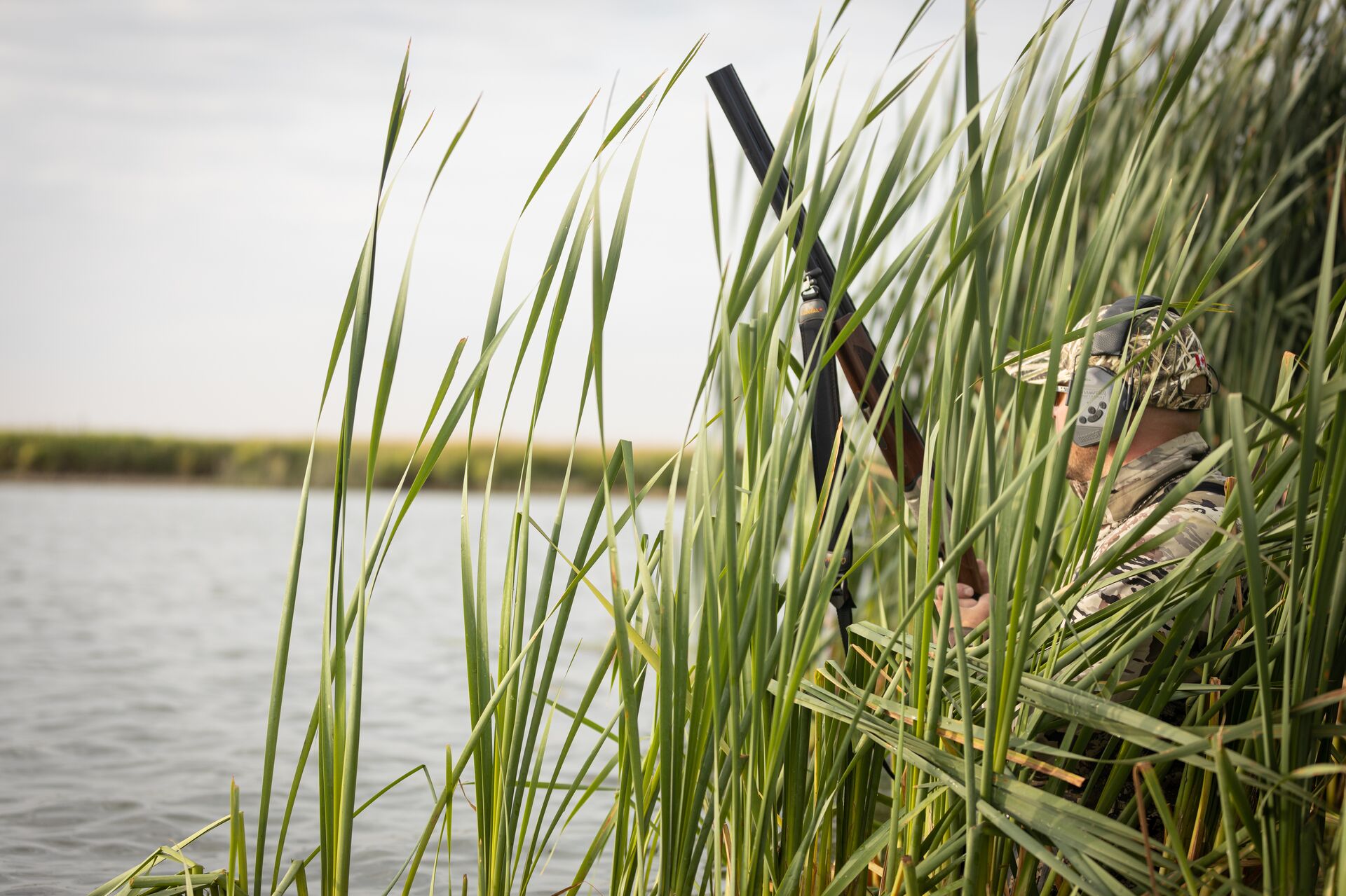 A hunter sits in tall reeds at the edge of water holding a shotgun, use a bolt action shotgun for hunting concept. 