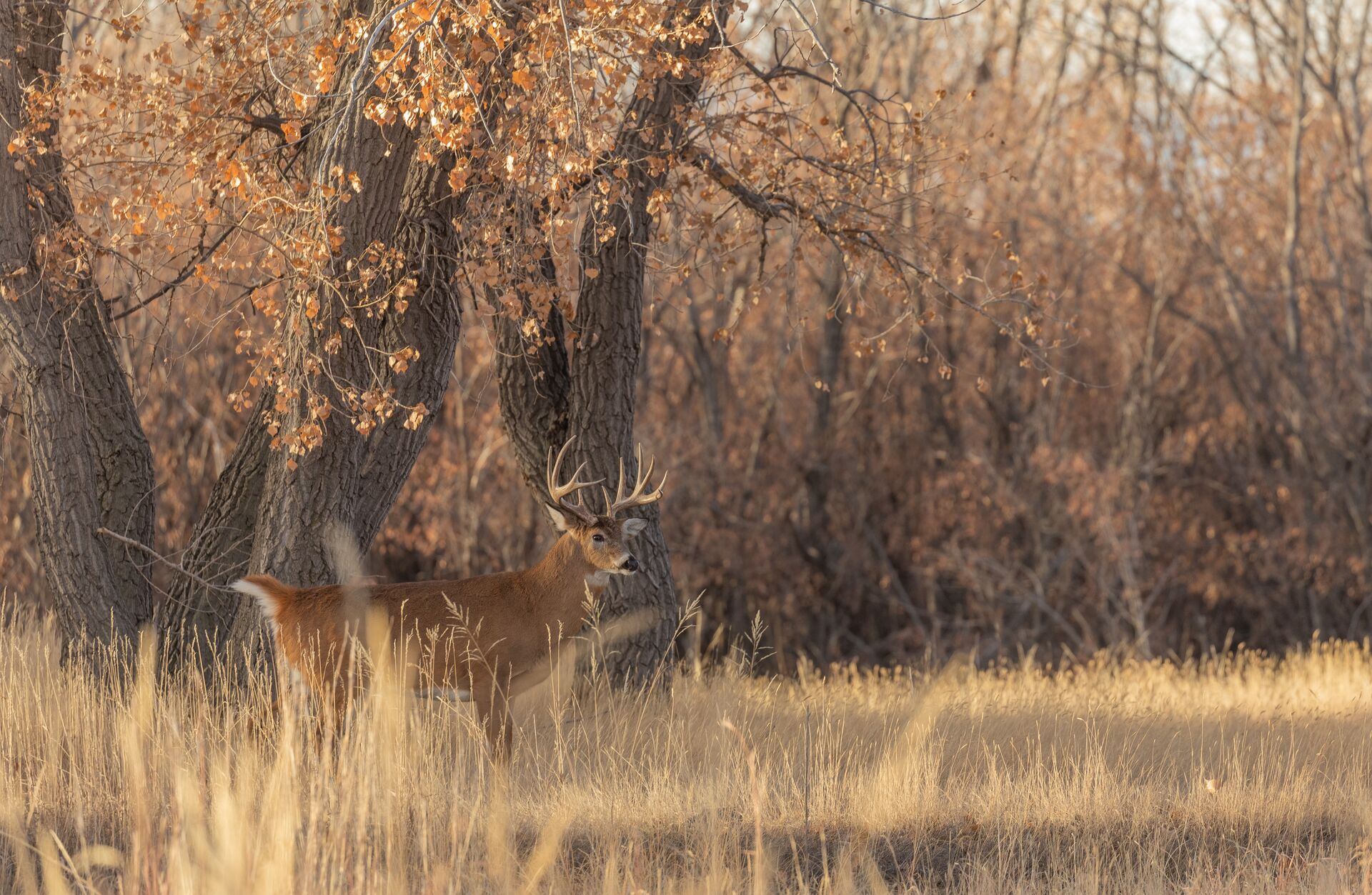 A deer buck in a field at the edge of trees, use a bolt action shotgun for big game concept. 