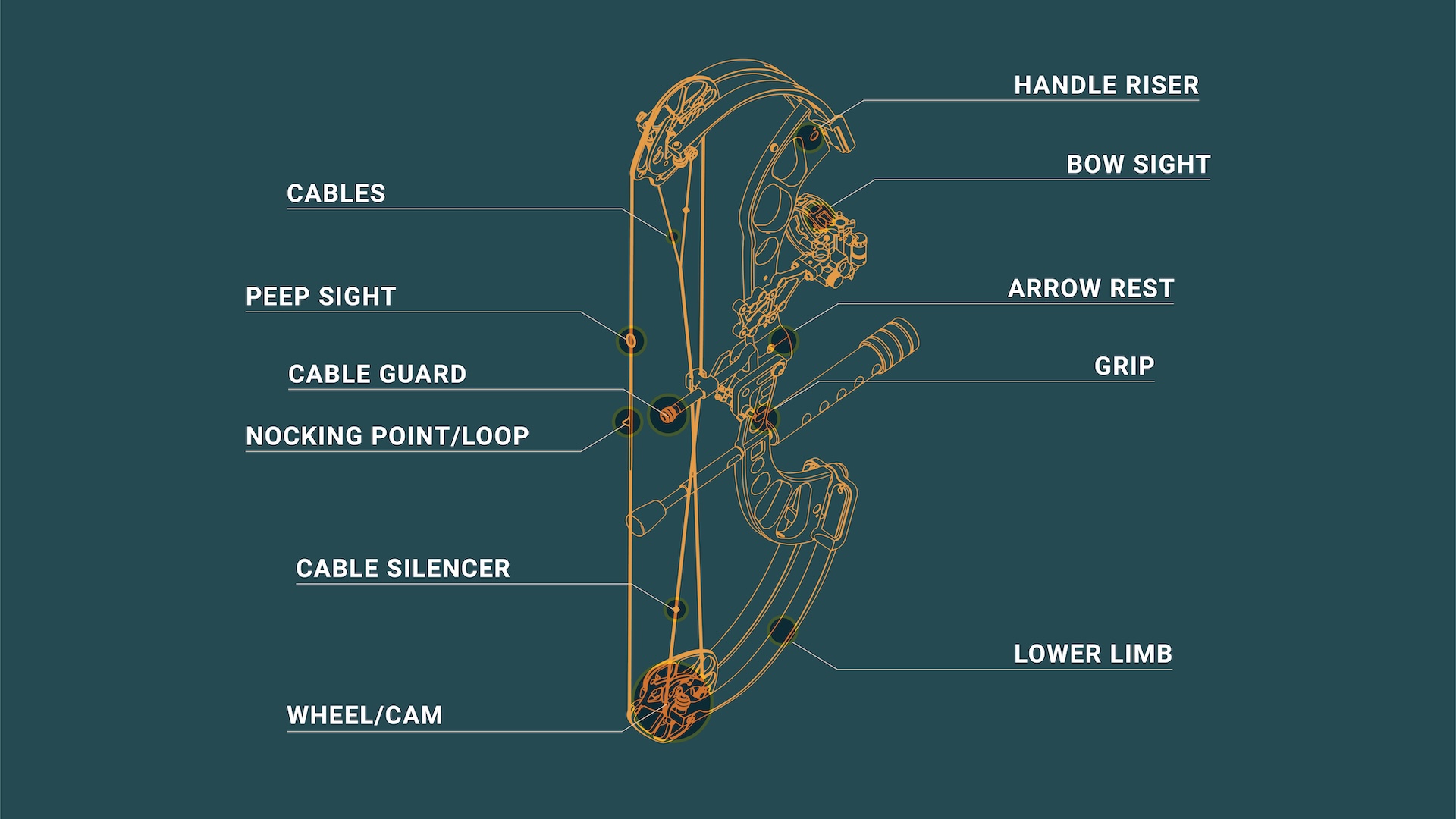 An infographic showing the parts of a compound bow. 