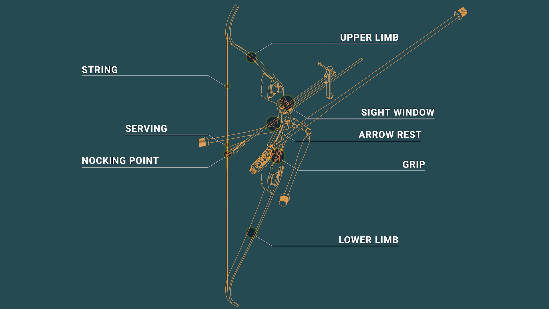 An infographic showing the parts of a recurve bow. 