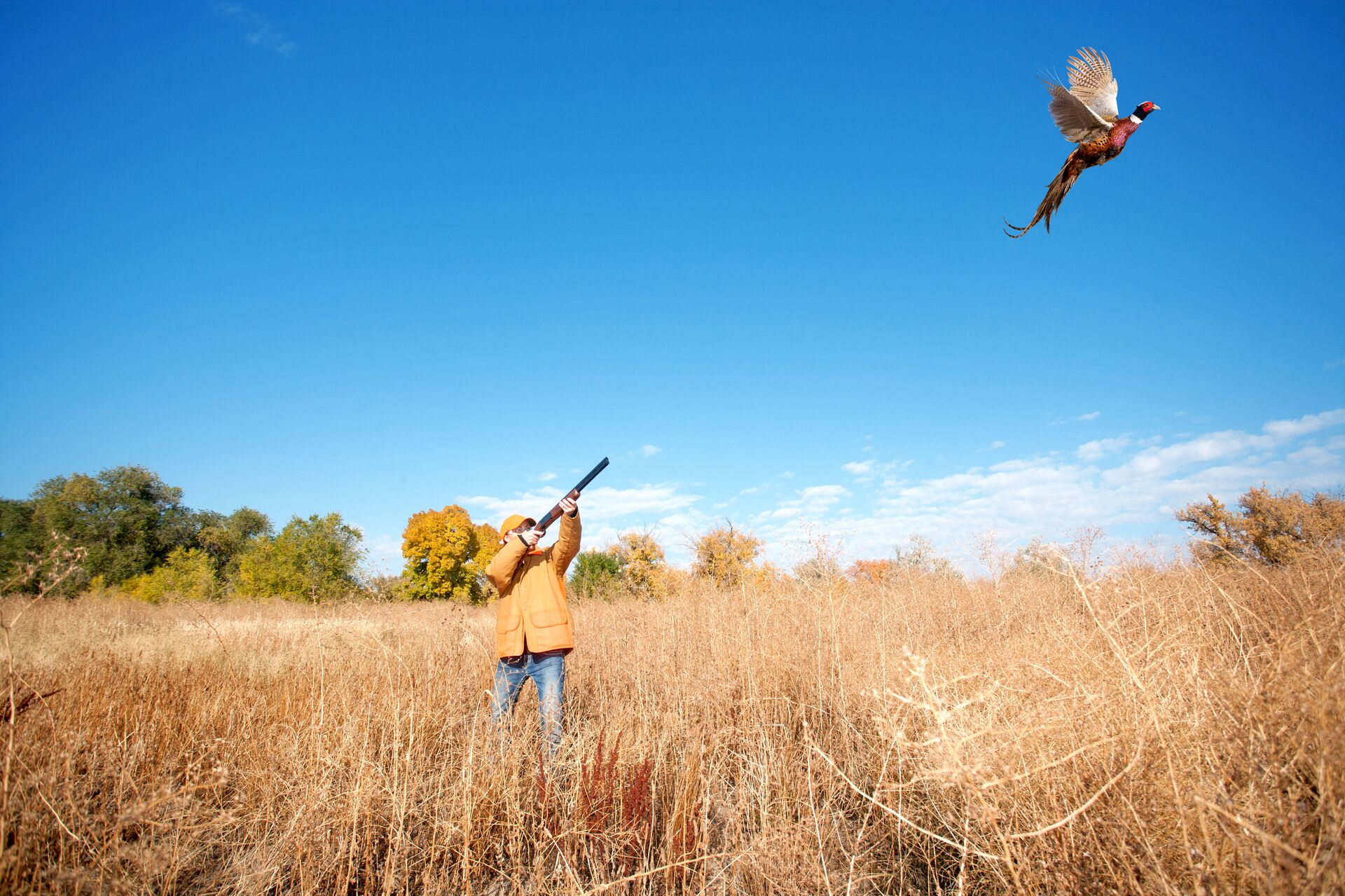 A hunter wearing blaze orange aims a rifle at a bird in flight, open season hunting concept. 