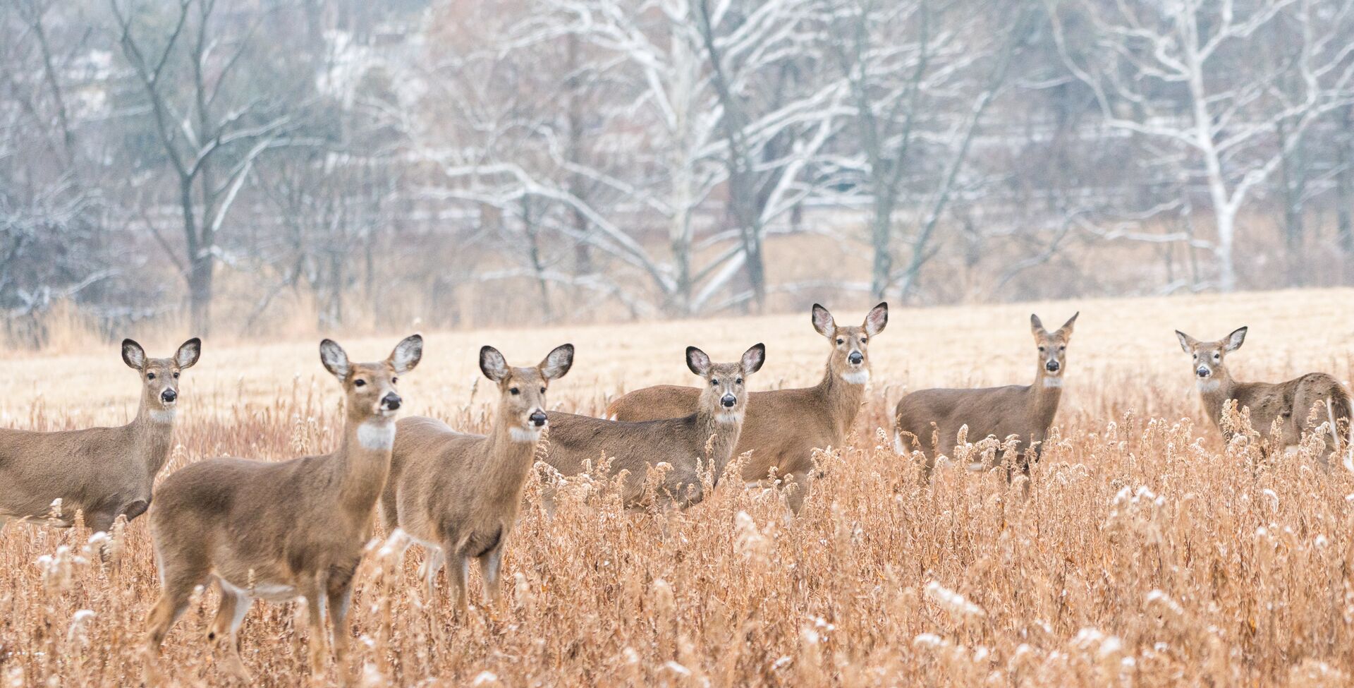 A herd of antlerless deer in a field, represents open season hunting. 