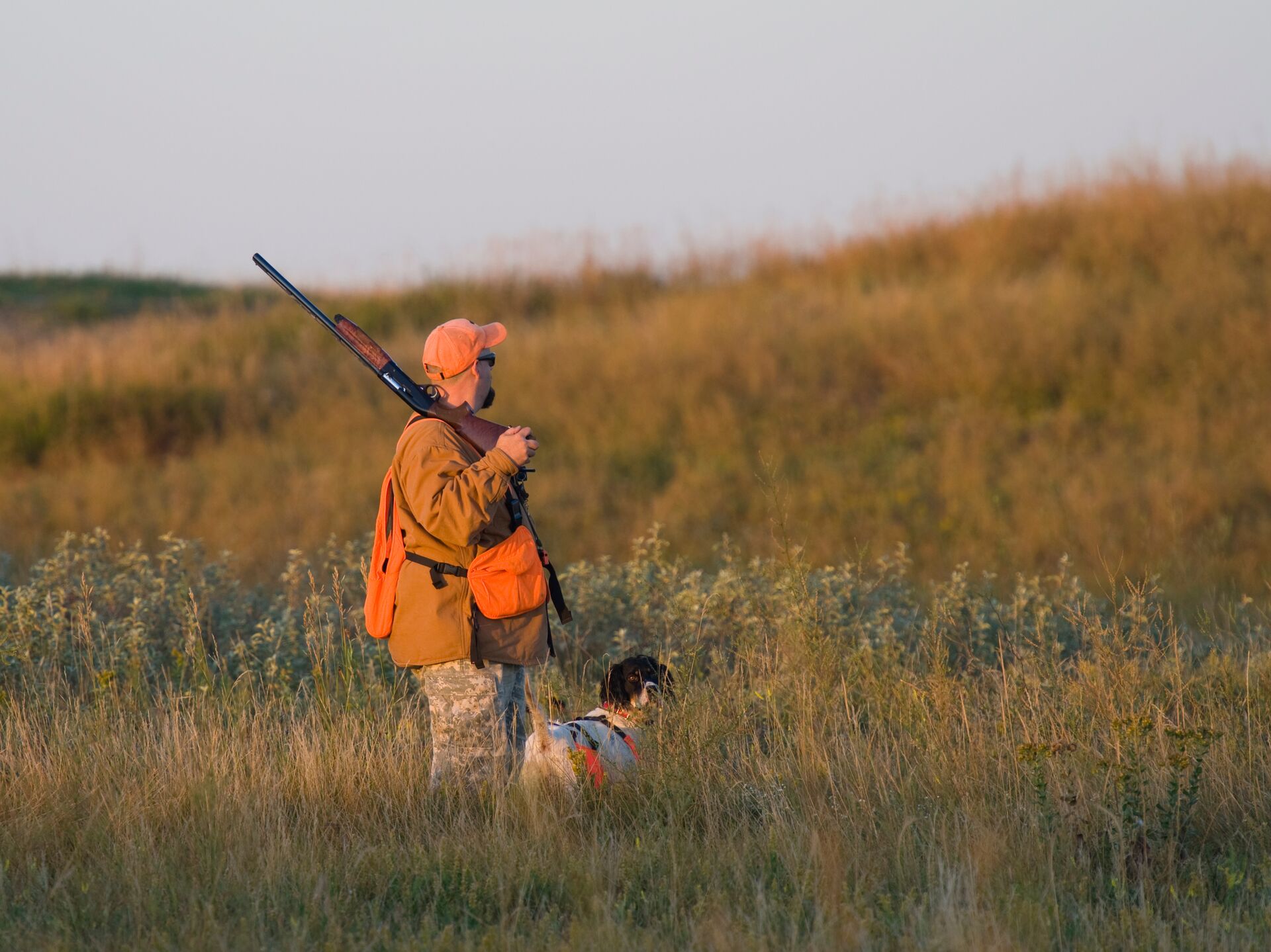 A hunter wearing blaze orange and holding a shotgun with his hunting dog in a field, hunter education. 