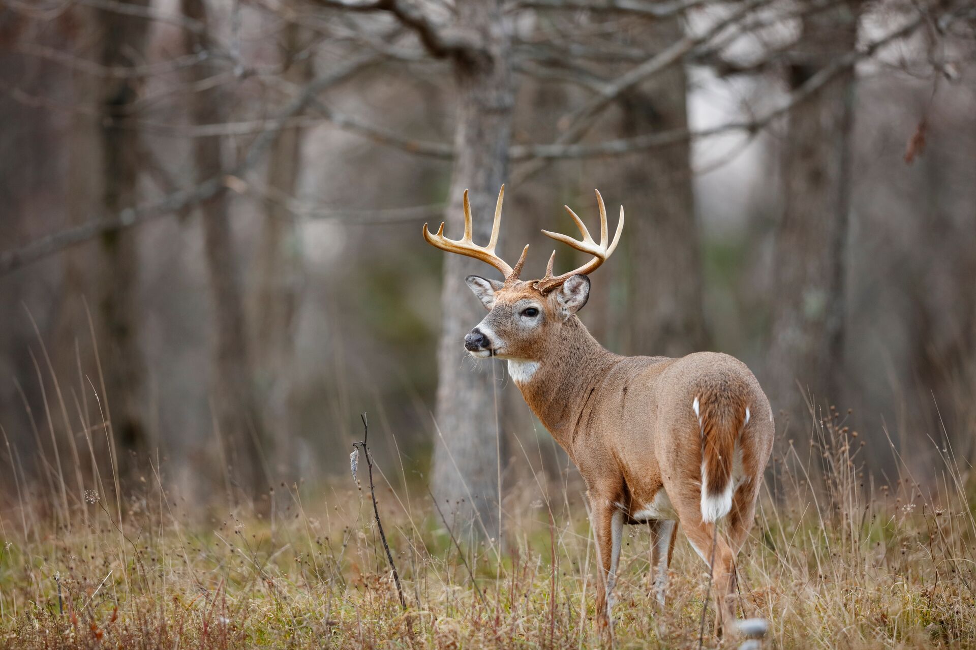 A whitetail buck in the woods, needing a hunter education course before hunting concept. 