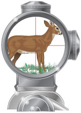 An illustration of a telescopic sight picture with cross hairs on a deer. 