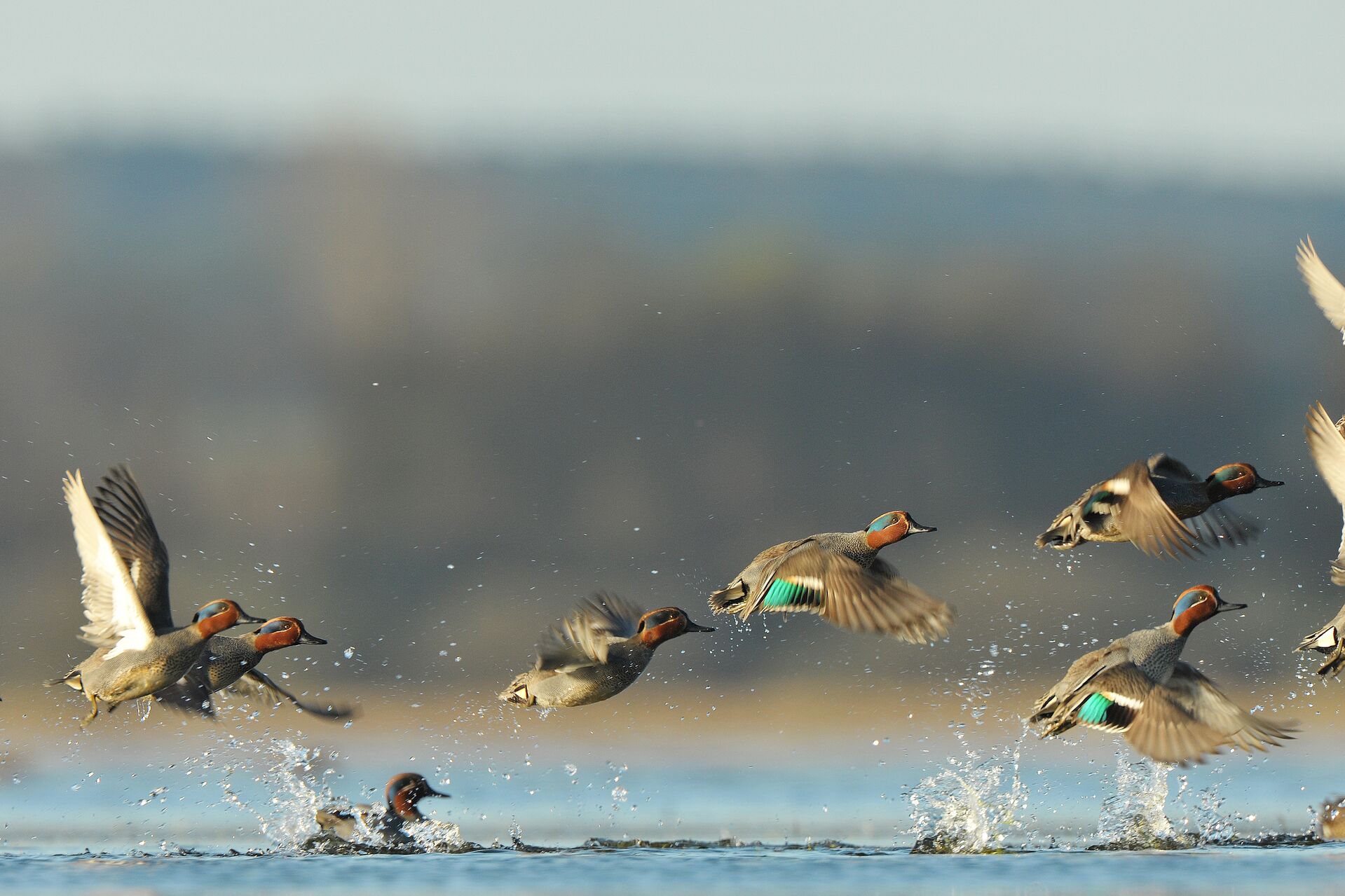 A flock of geese takes flight from the water, understand what is a shotstring for hunting concept. 