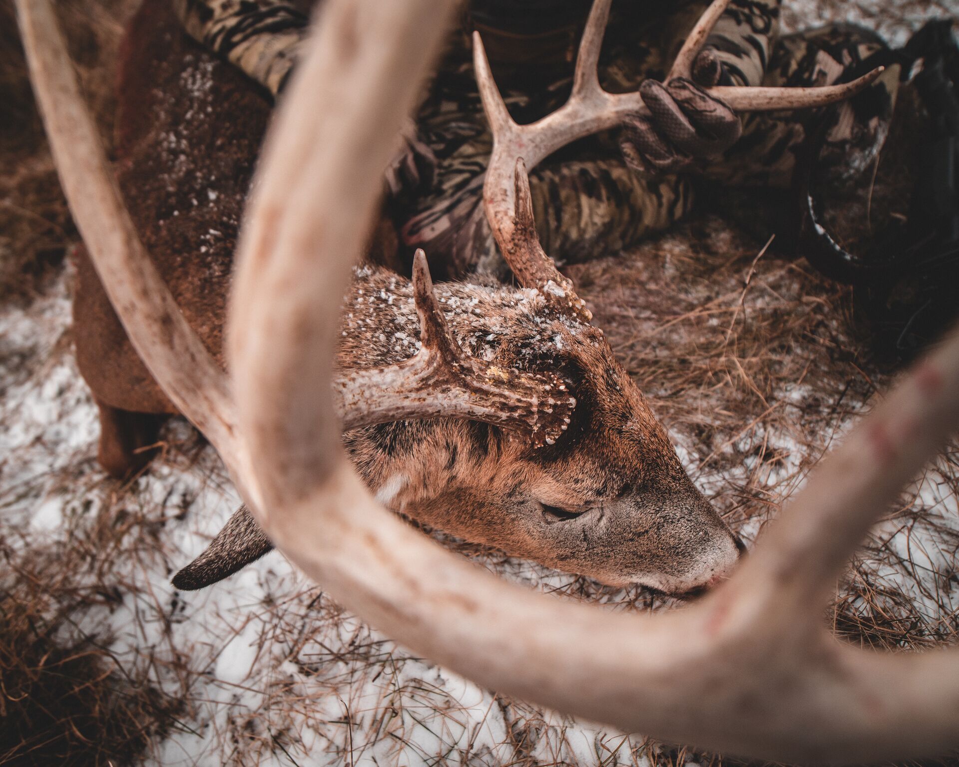 Close-up of a hunter holding a deer after a kill, hunter ethics concept. 