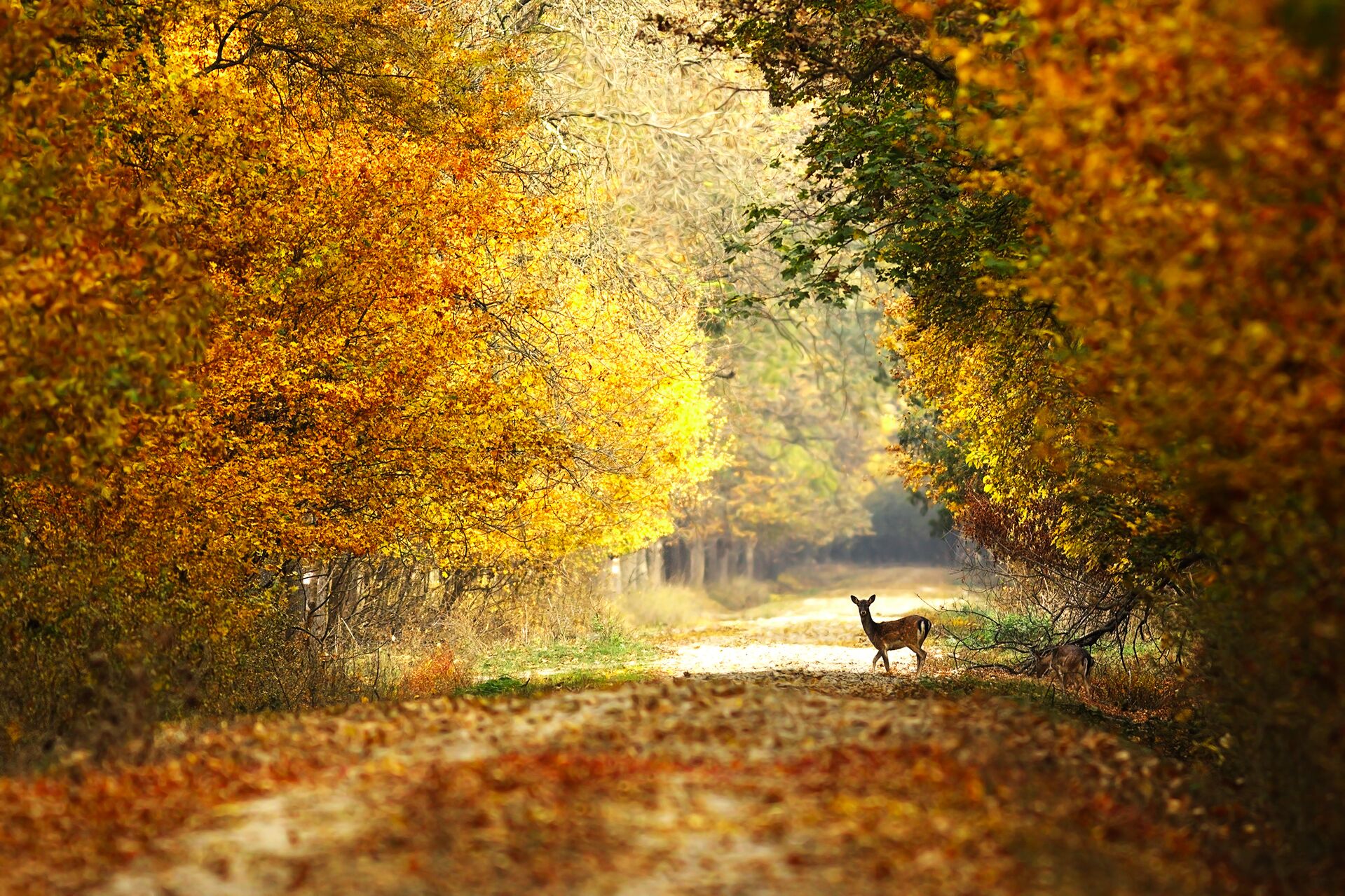 A deer in the distance on a path in the woods, fair chase concept. 