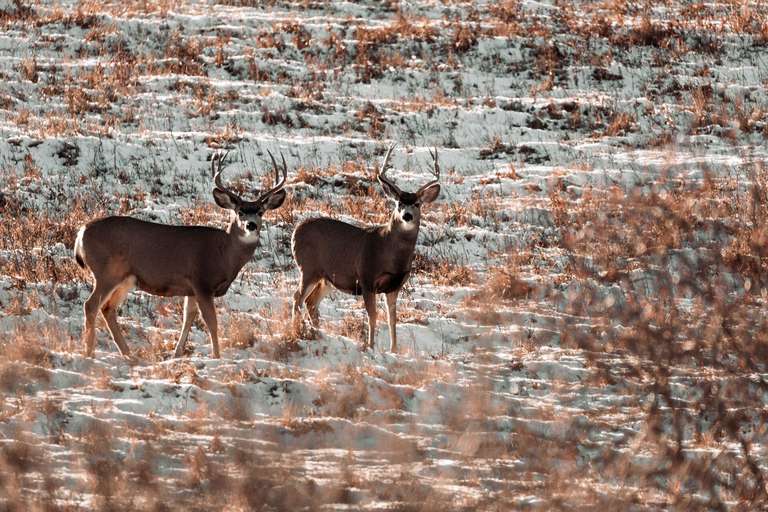 Two buck deer at a distance in a snowy field, the rules of fair chase address concept. 