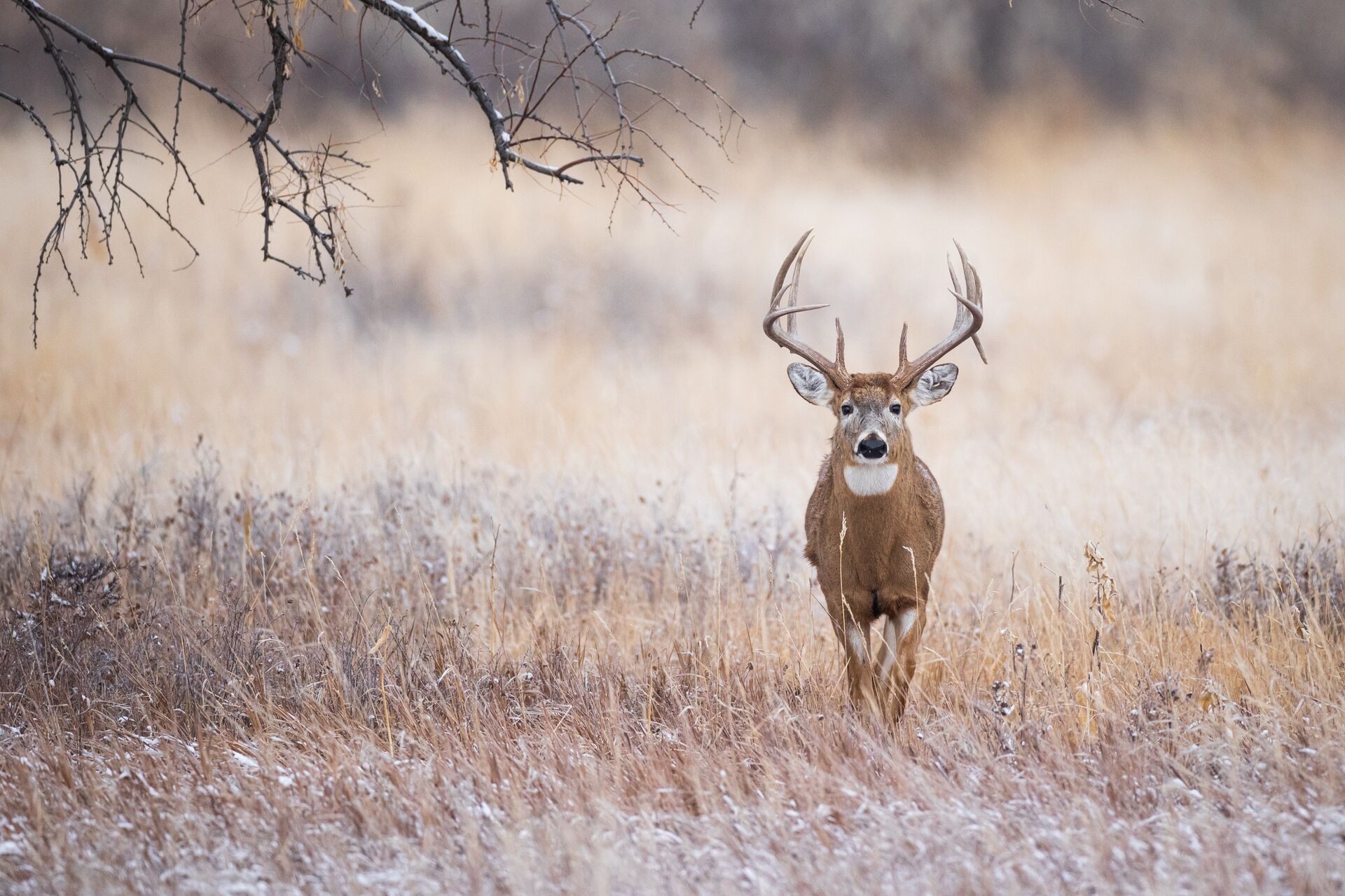 A whitetail buck in the distance. 