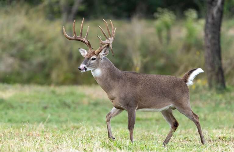 Side view of a buck whitetail deer in a field. 