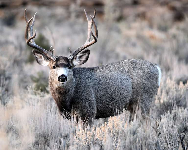 Side view of a mule deer buck in a field. 