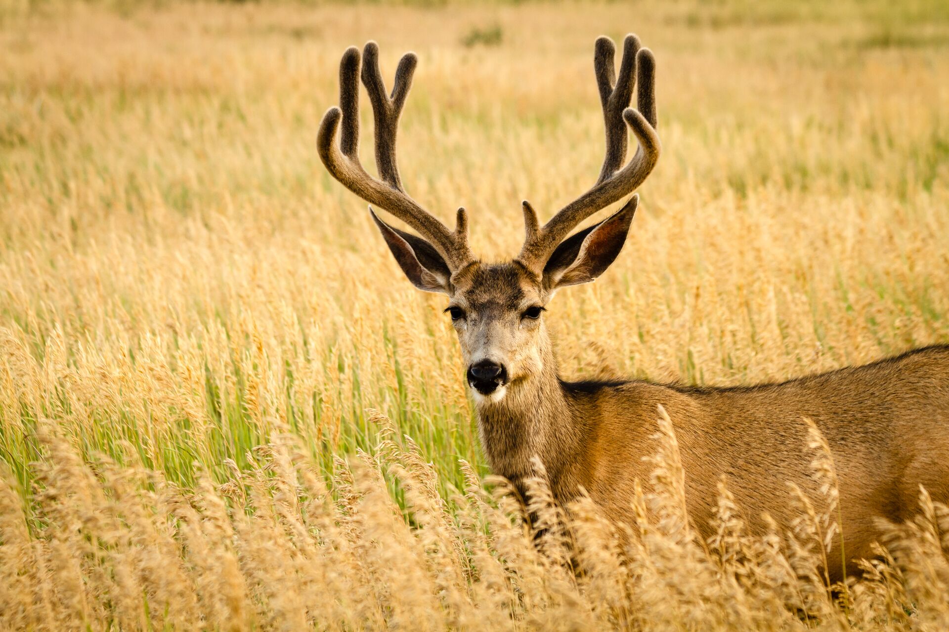 A mule deer in a field of tall grass. 