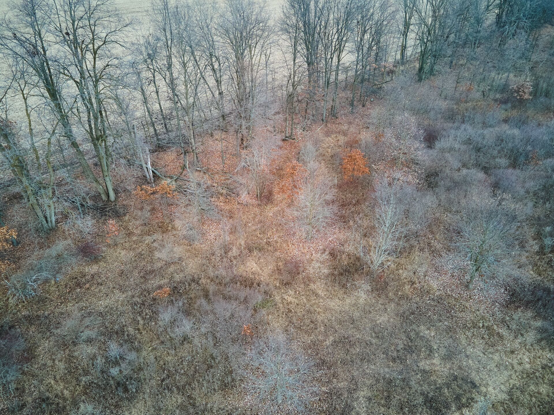 Overhead view of trees on hunting land, setting up ladder stands concept. 