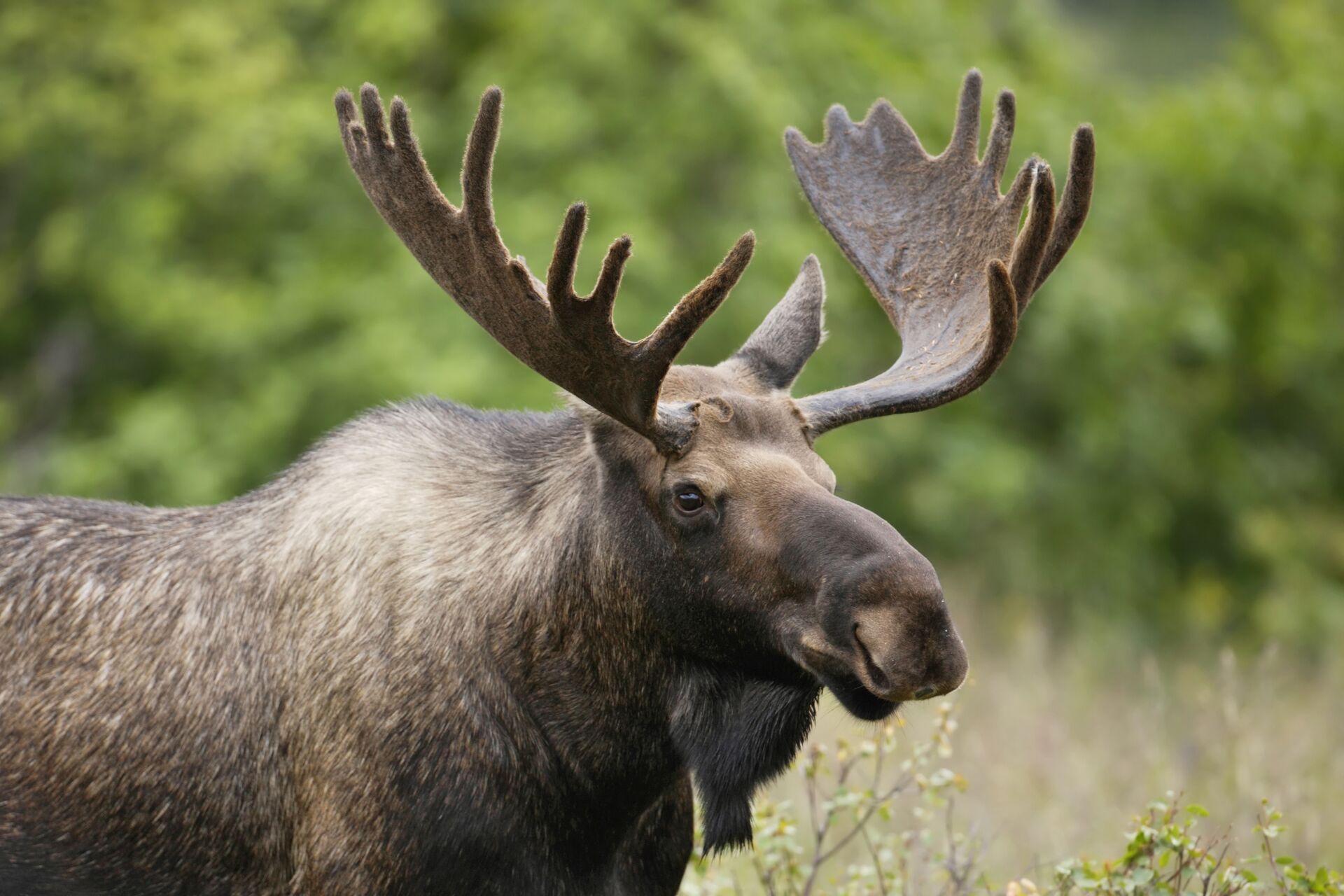 A moose in a field, identifying elk vs. moose concept. 