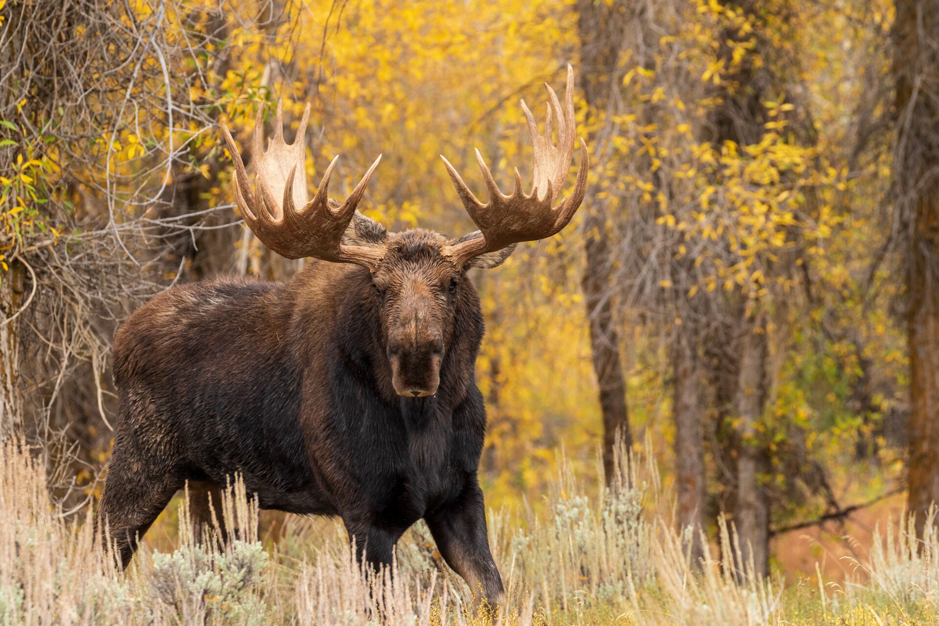 A moose standing in tall brush near trees. 