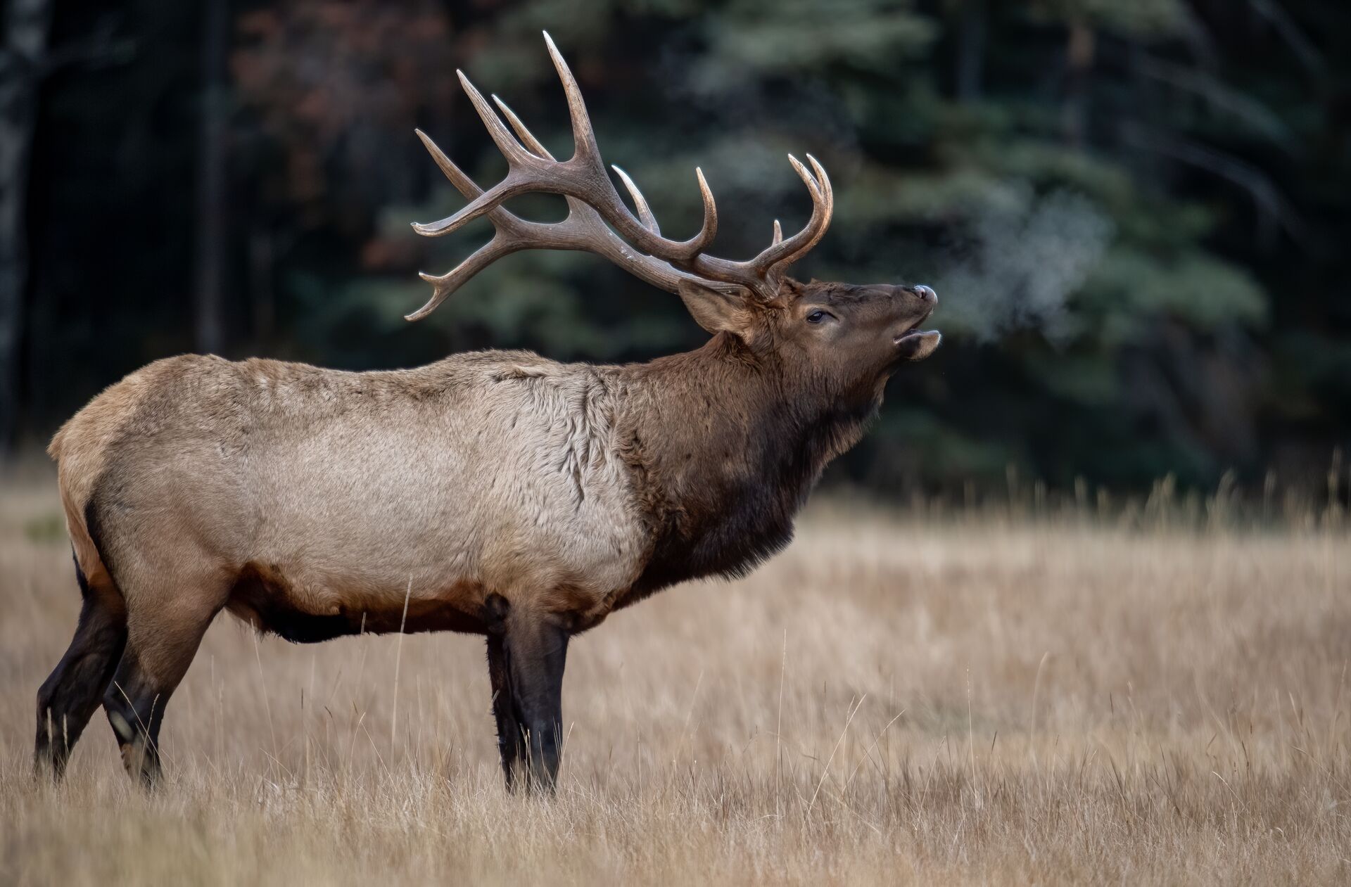 A elk calls in a field, identify elk vs moose concept. 