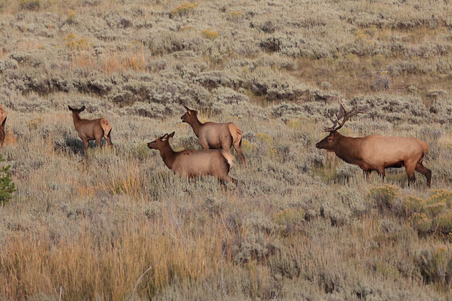 An elk herd in a field.