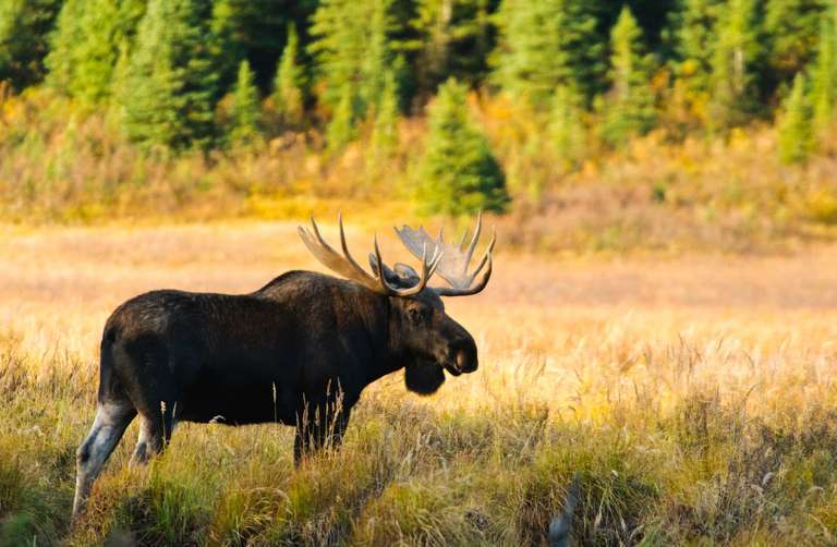 A moose in a field.