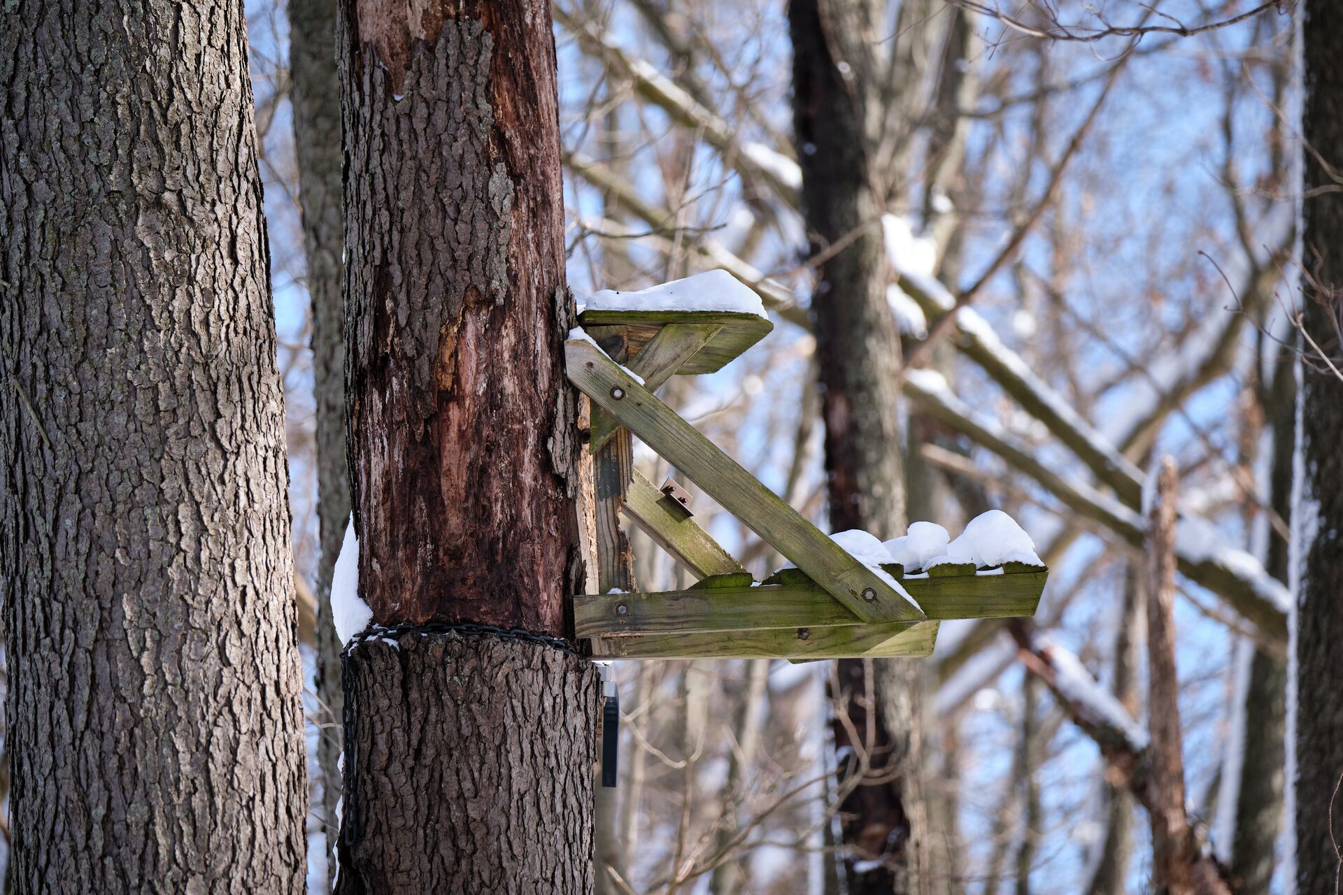 A tree stand attached to a tree with light snow on it. 