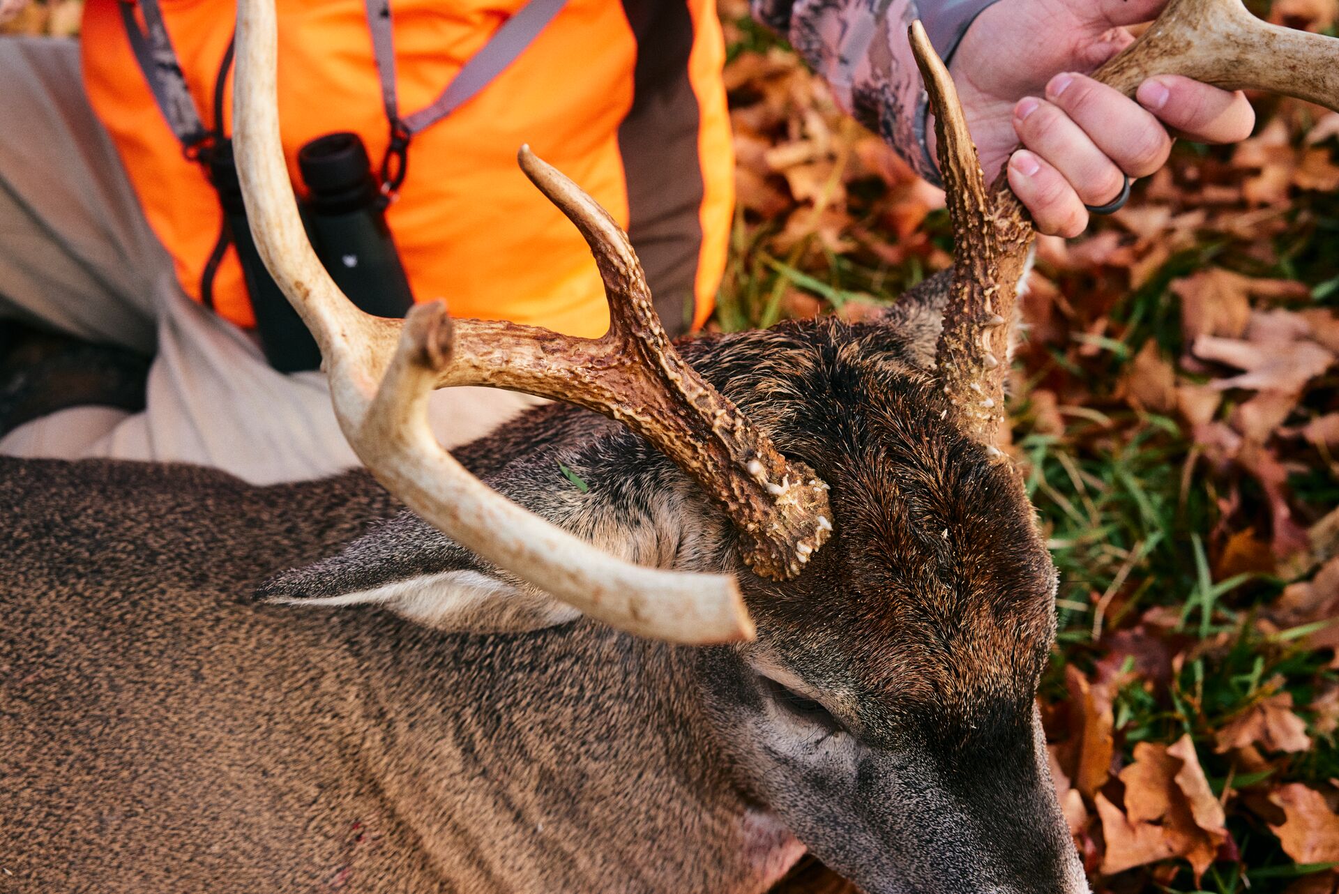 Close-up of a deer's head while a hunter holds it up after a kill shot, dressing a deer concept. 