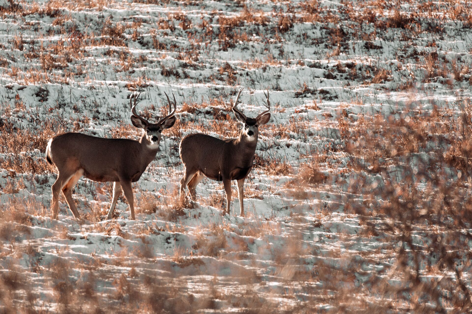 Two deer in a snowy field, practice fleshing safety after the shot concept. 