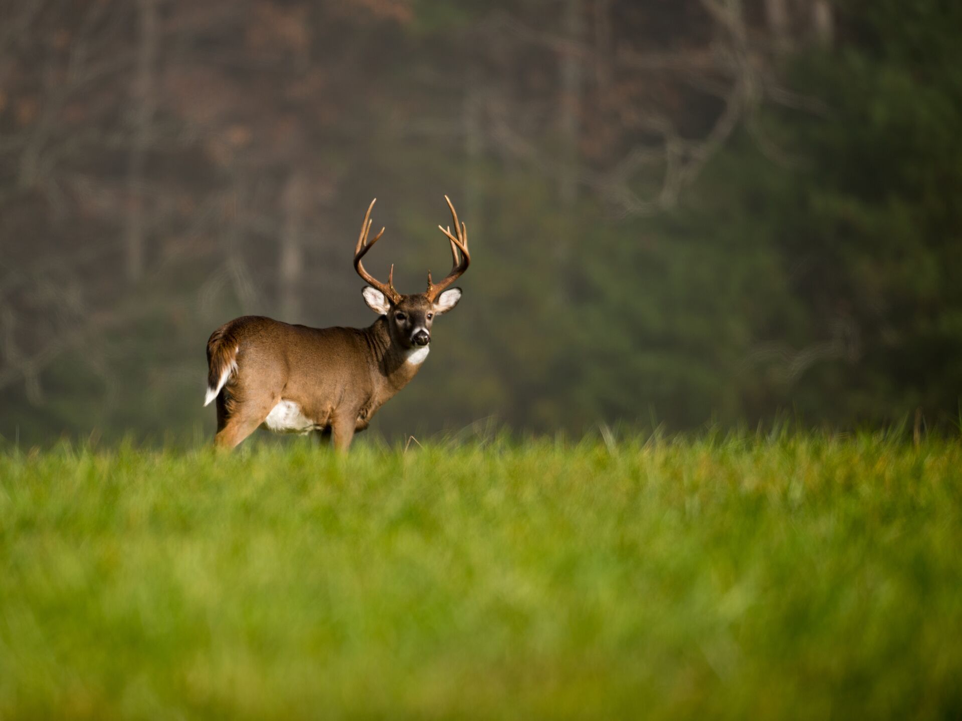 A buck deer in a green field. 