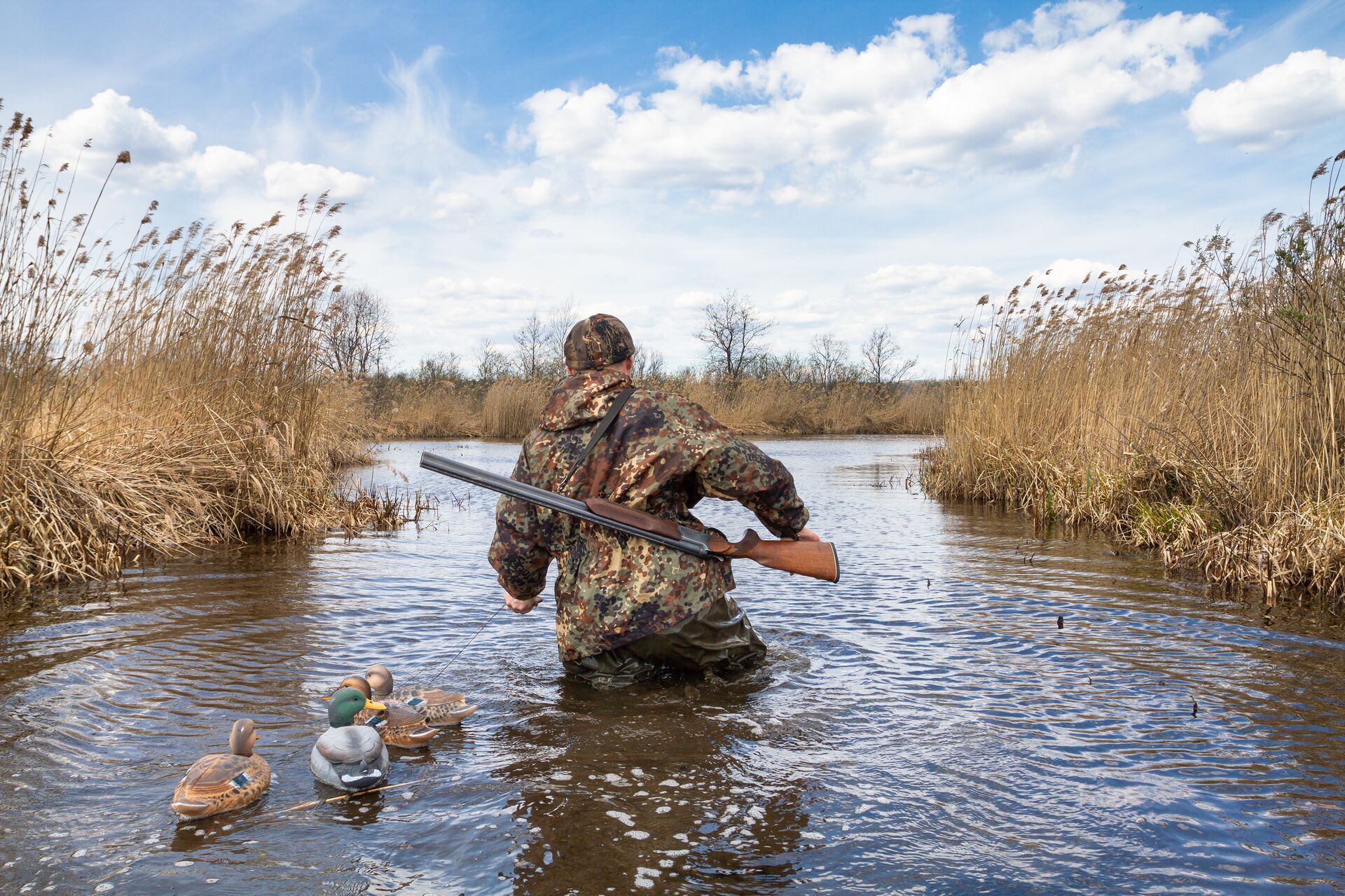 A hunter with a shotgun and waterfowl decoys wades in the water. 