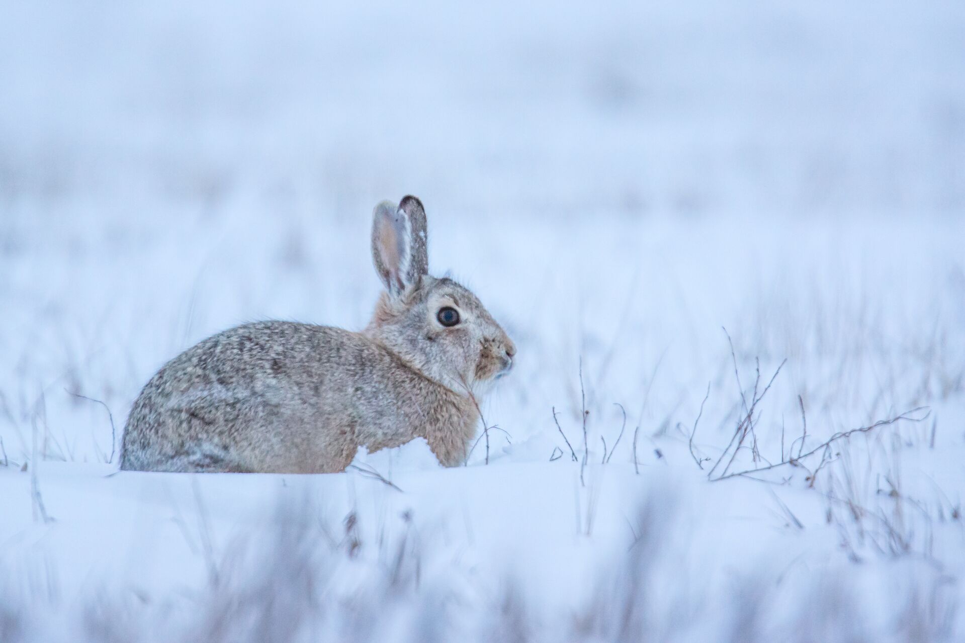 A rabbit in the snow, choosing the right caliber of bullets for hunting game. 