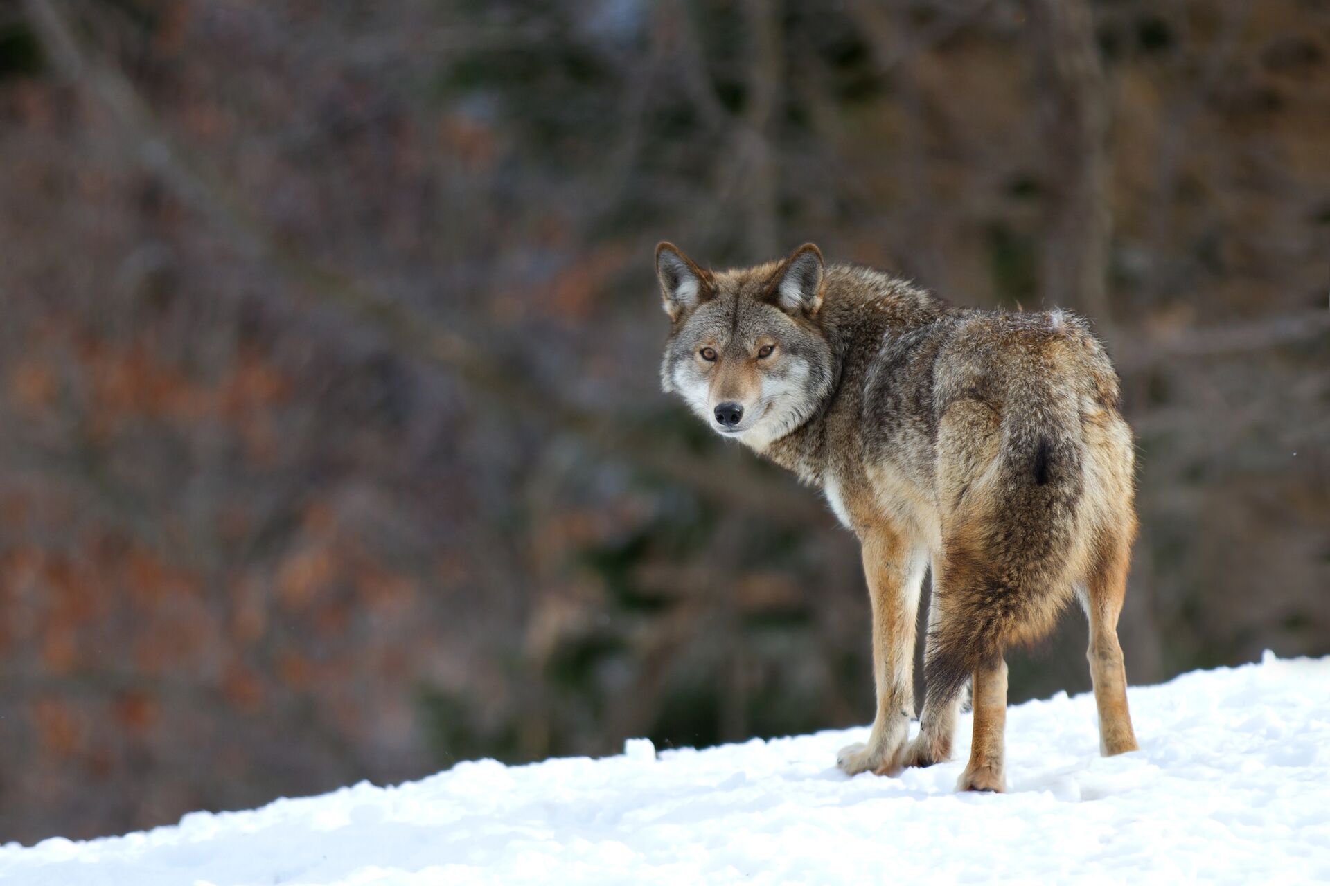 A coyote stands in the snow with trees in the background. 