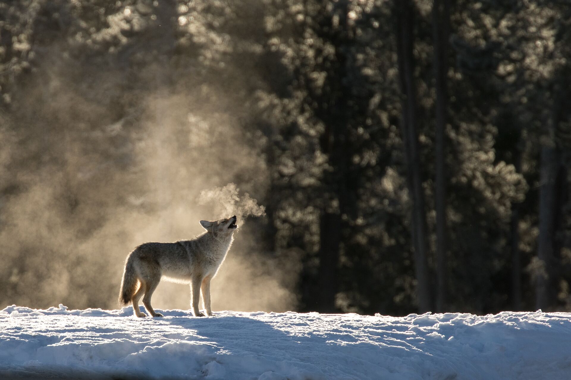 A coyote howls while standing in the snow.