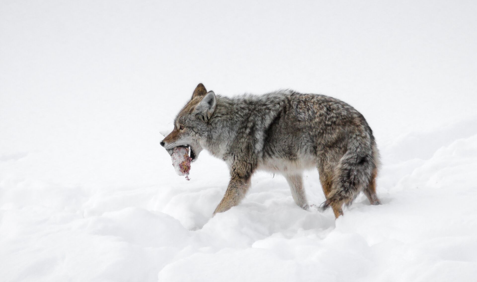 A coyote in the snow with an animal in its mouth, coyote trapping concept. 