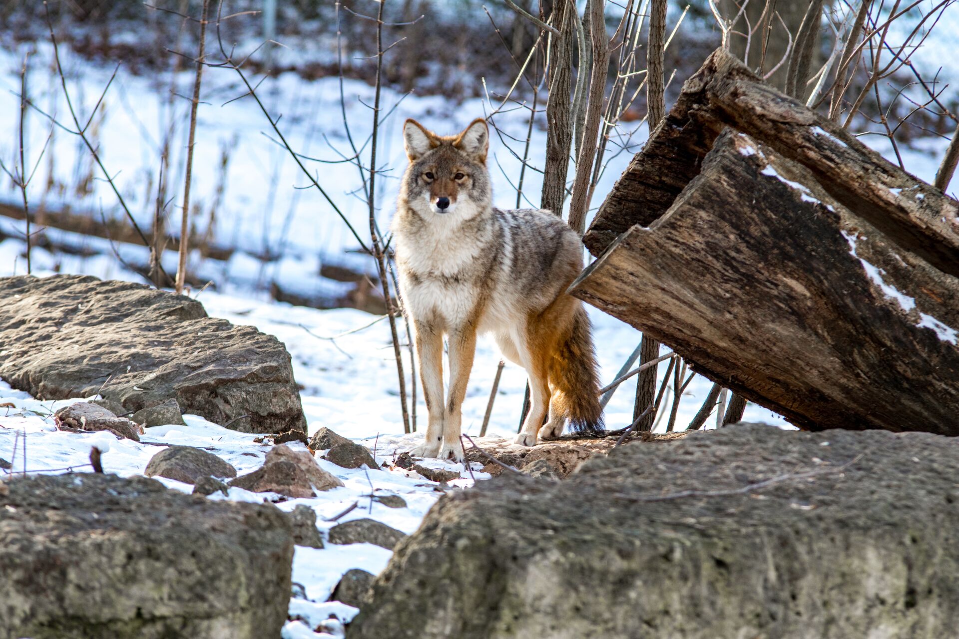 A coyote stands above on rocks, learn coyote trapping basics and safety concept. 