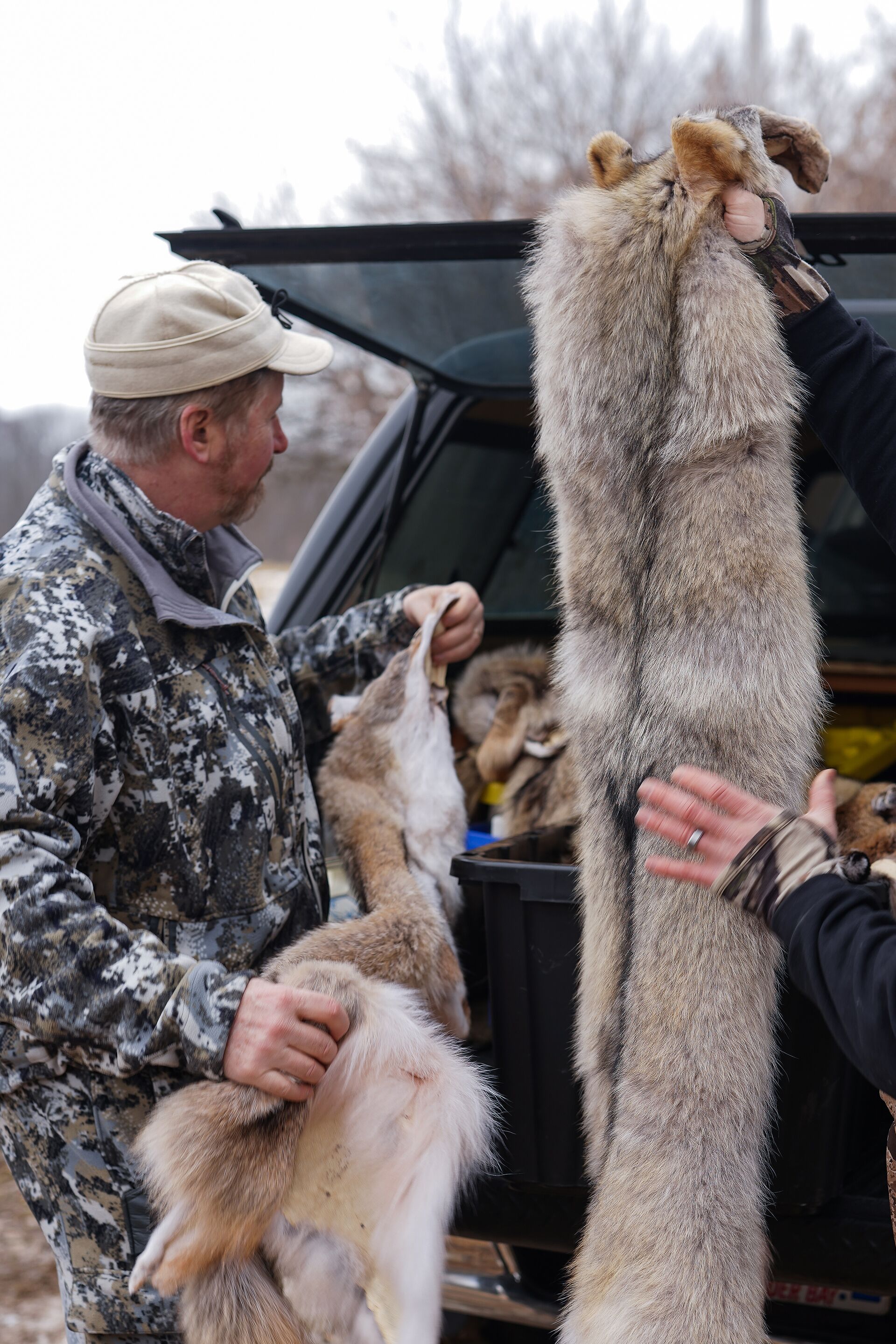 Hunters holding up coyote pelts while standing by a truck, coyote trapping concept. 