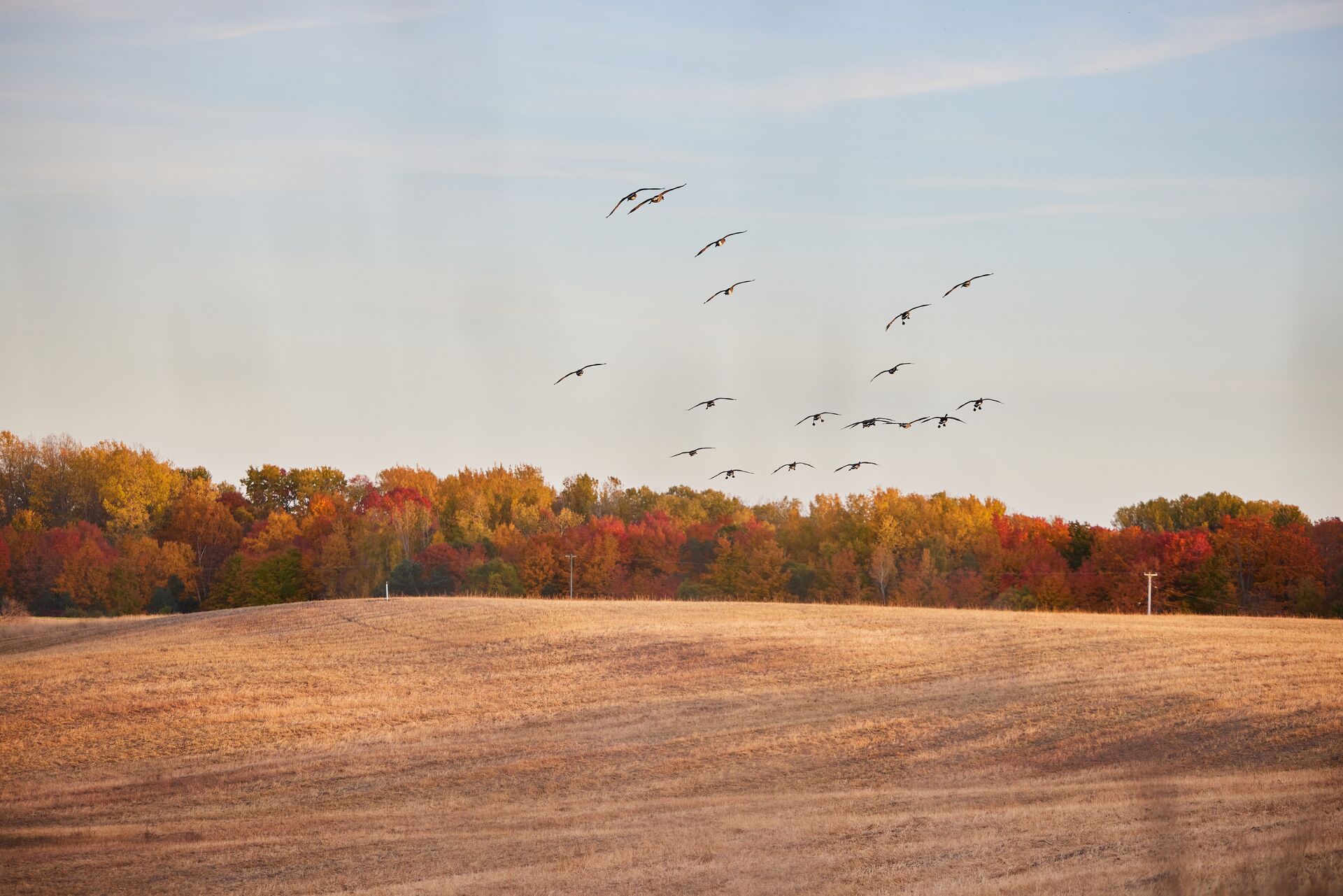 Birds flying over a field with trees in the background, conservation vs preservation concept. 