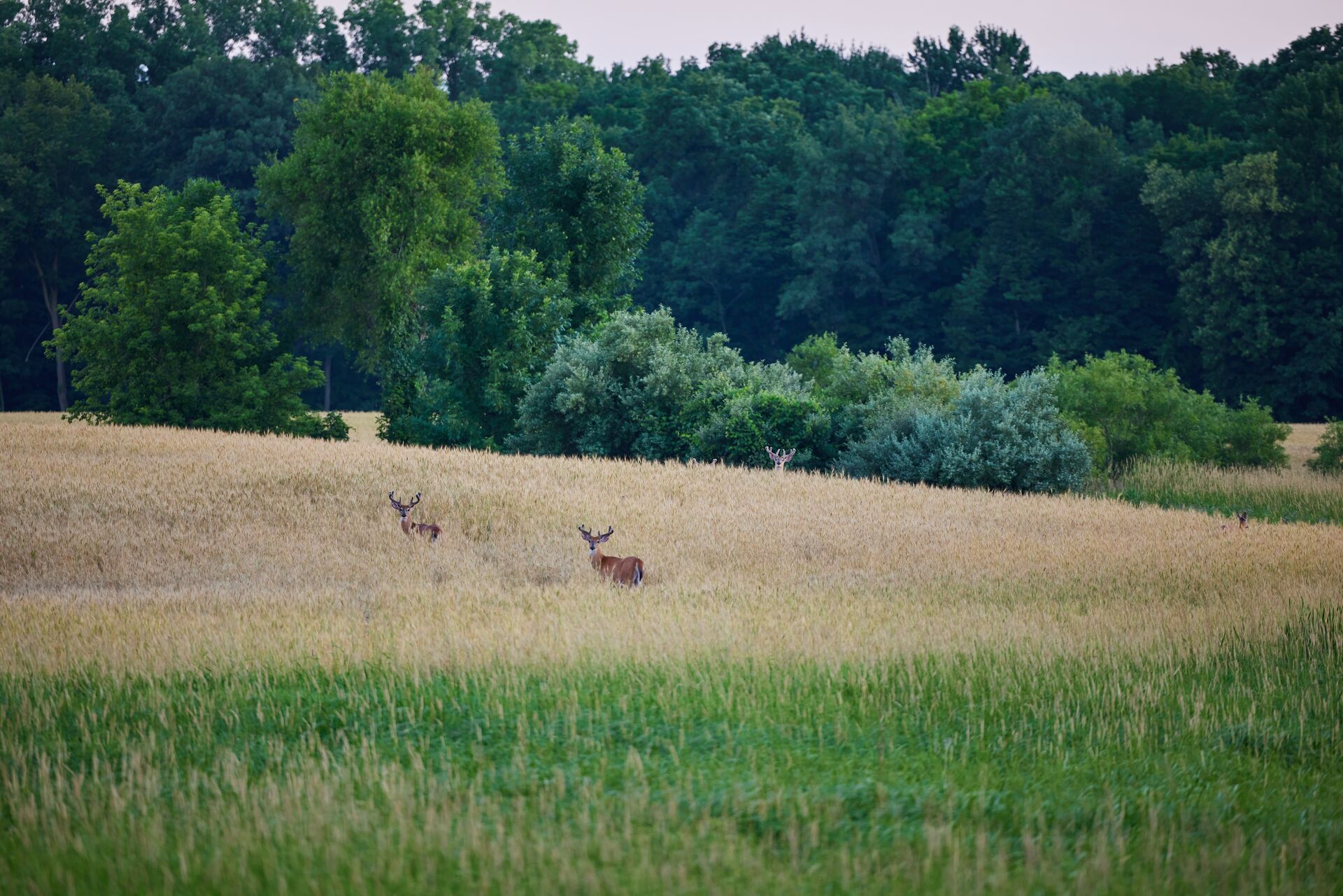 Deer in the distance in a field with trees in the background. 