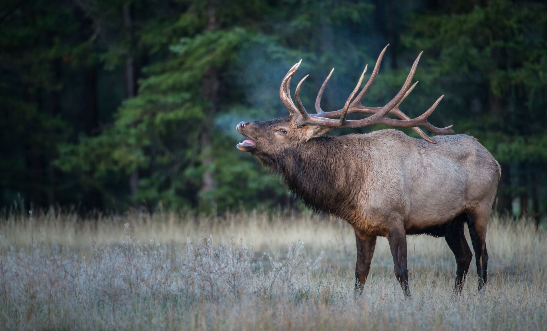 An elk with large horns bugles in a field. 