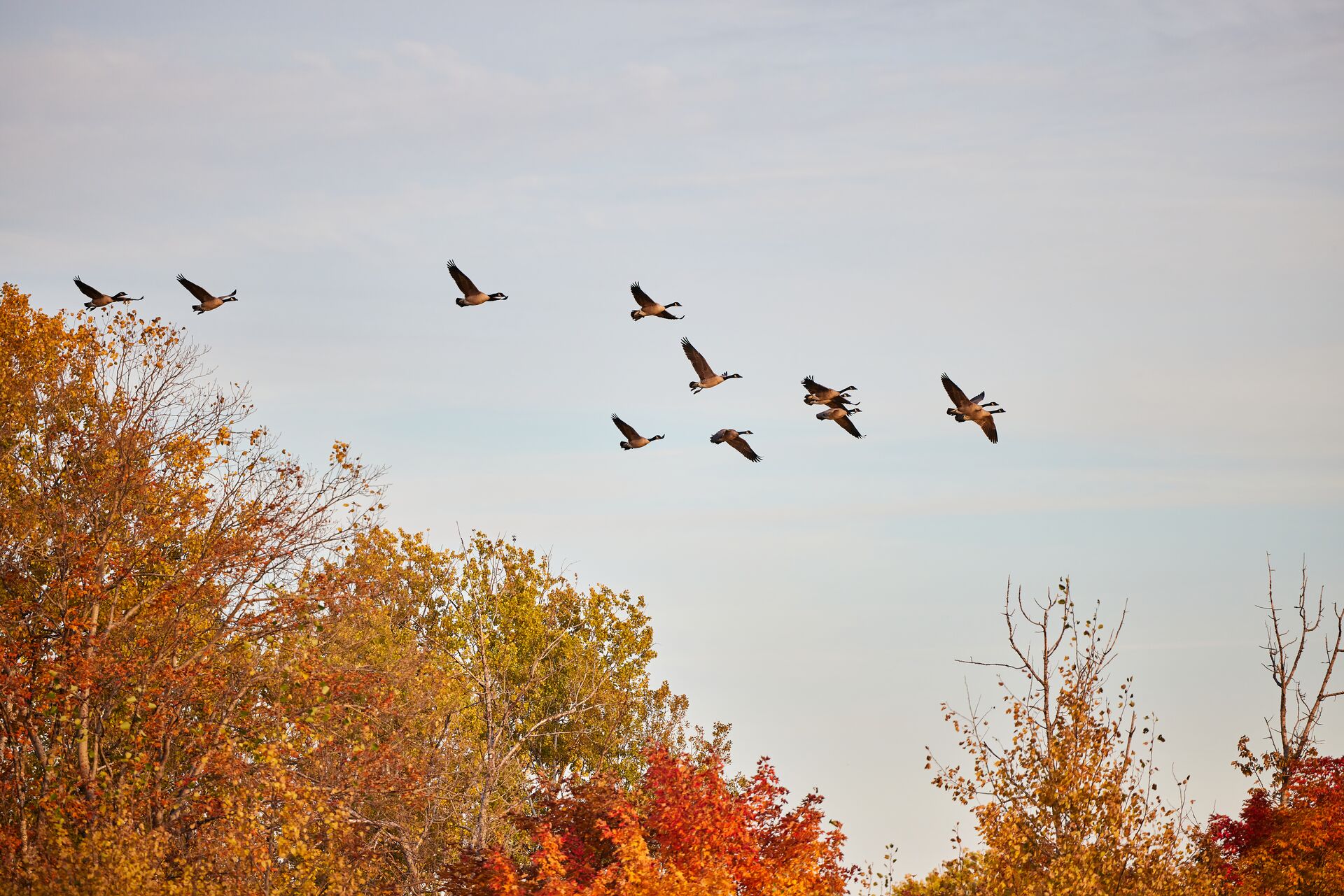 A flock of geese fly over the trees, preservation vs conservation concept. 