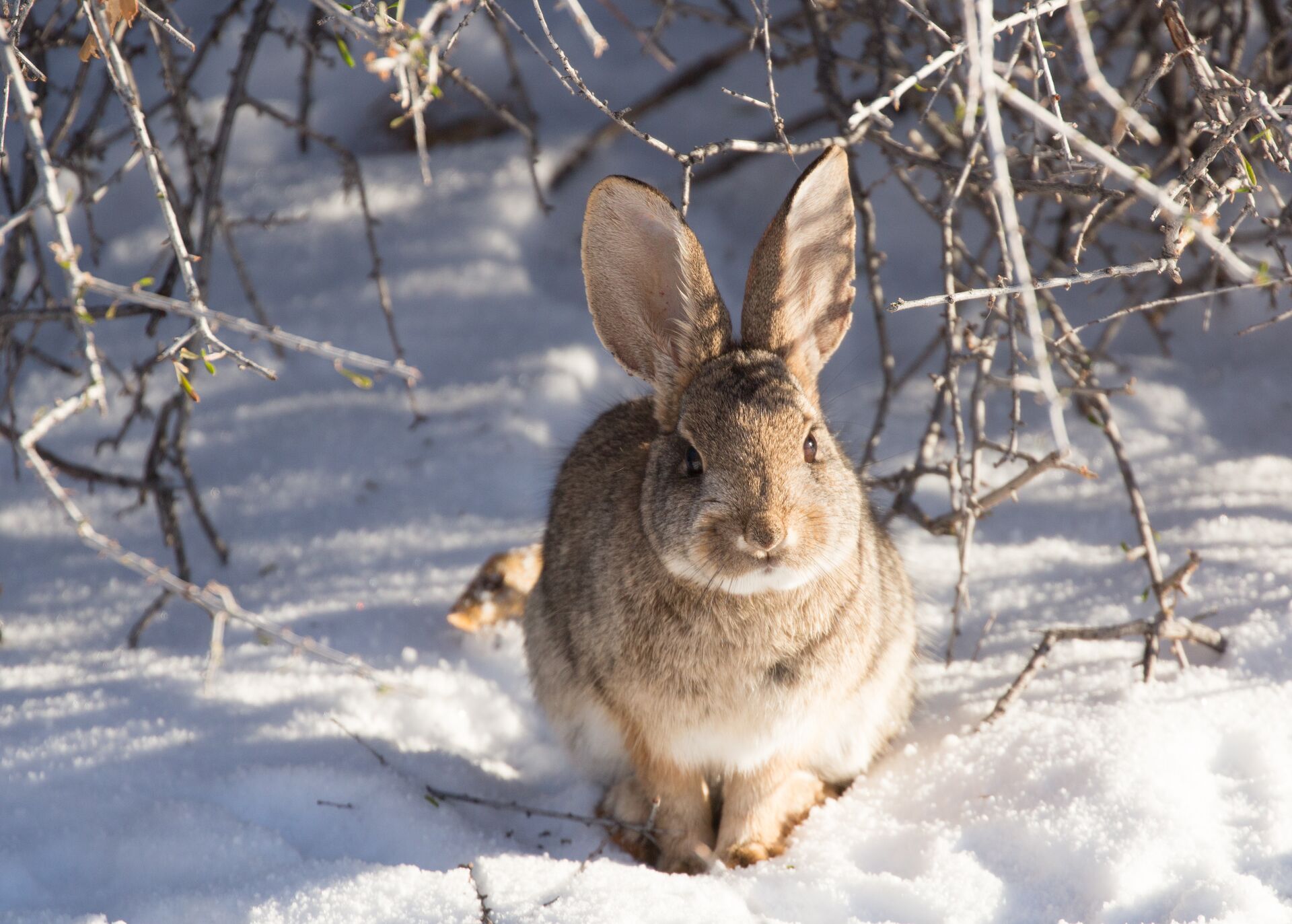 A rabbit sitting in the snow. 