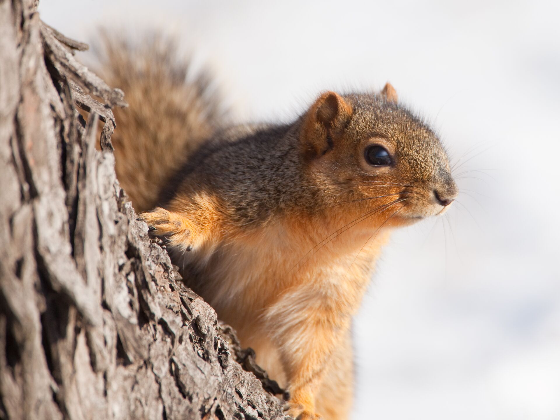 A squirrel on a tree, hunt with a revolver concept. 