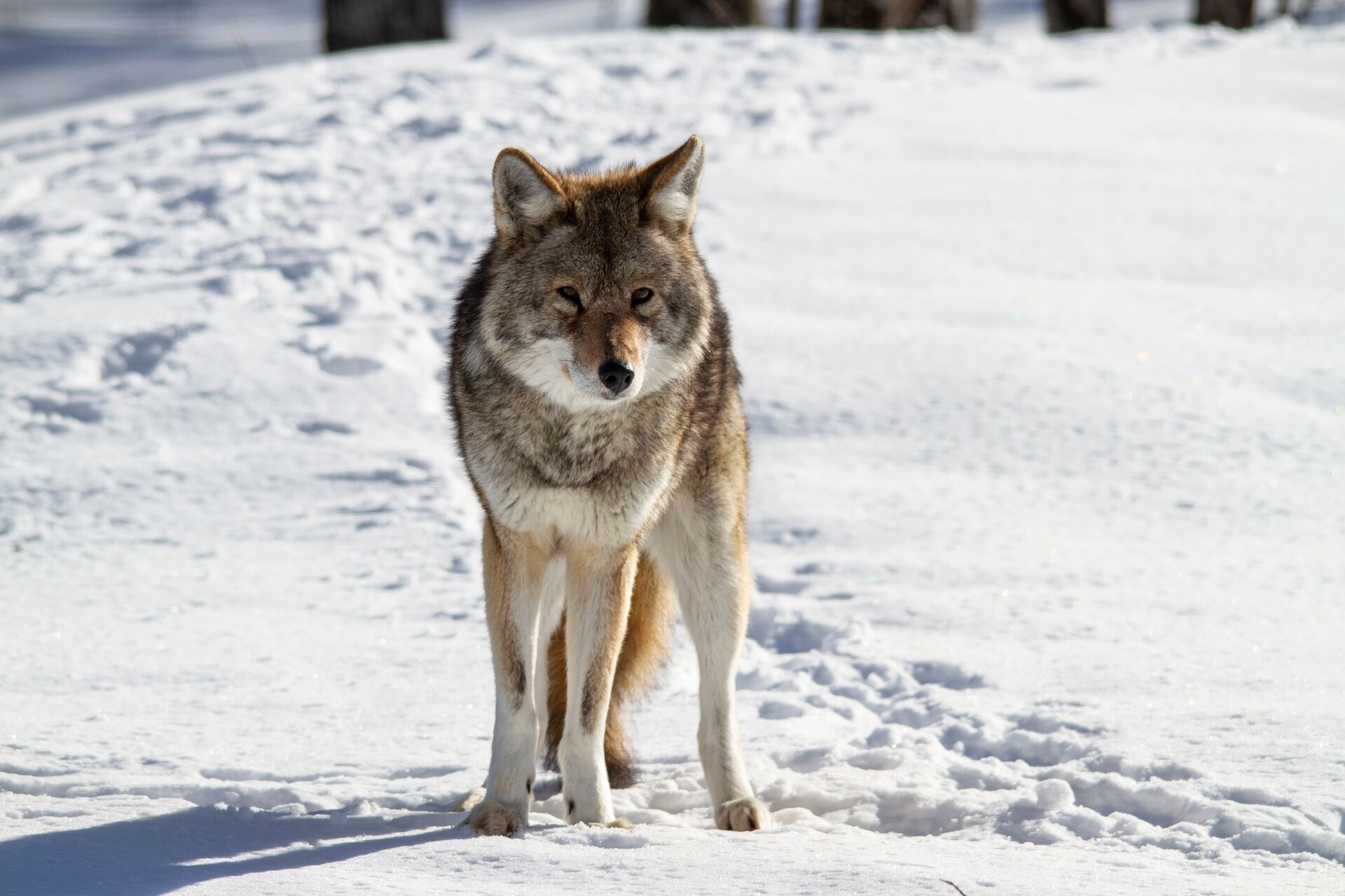 A coyote stands in the snow while watching. 