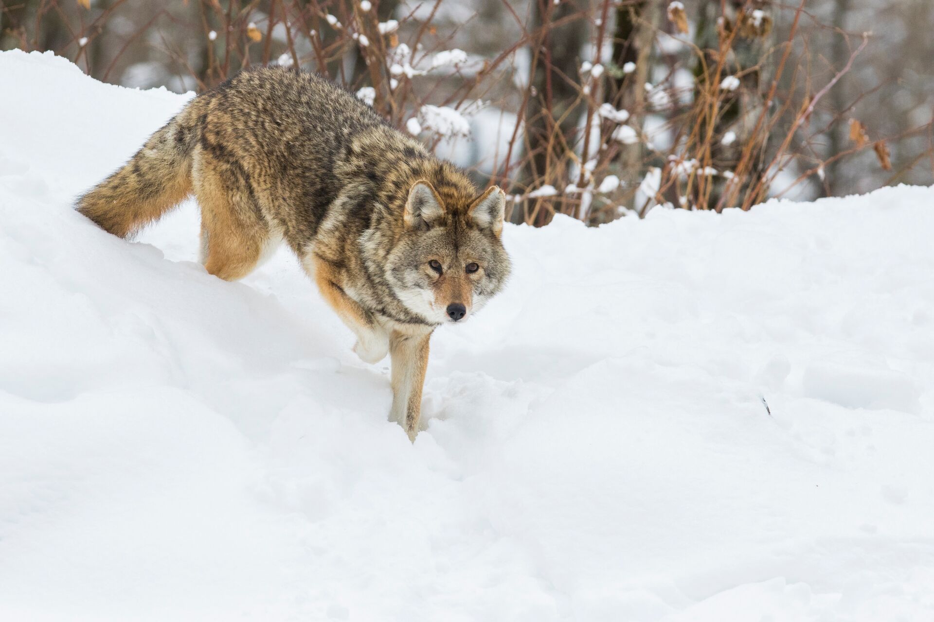 A coyote stalking in the snow, coyote hunting tips for beginners concept. 