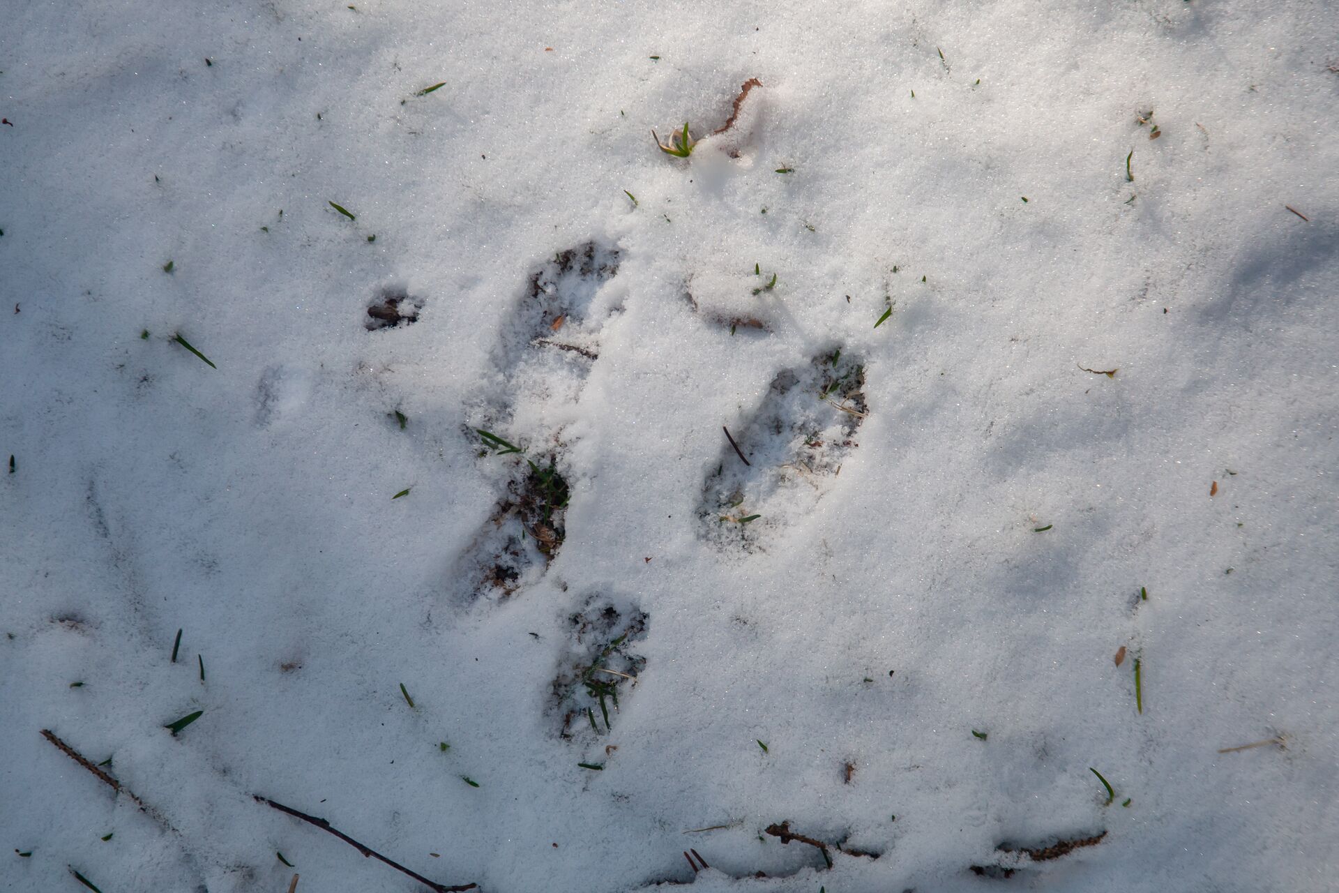 Coyote tracks in the snow, learn coyote hunting tips for beginners concept. 