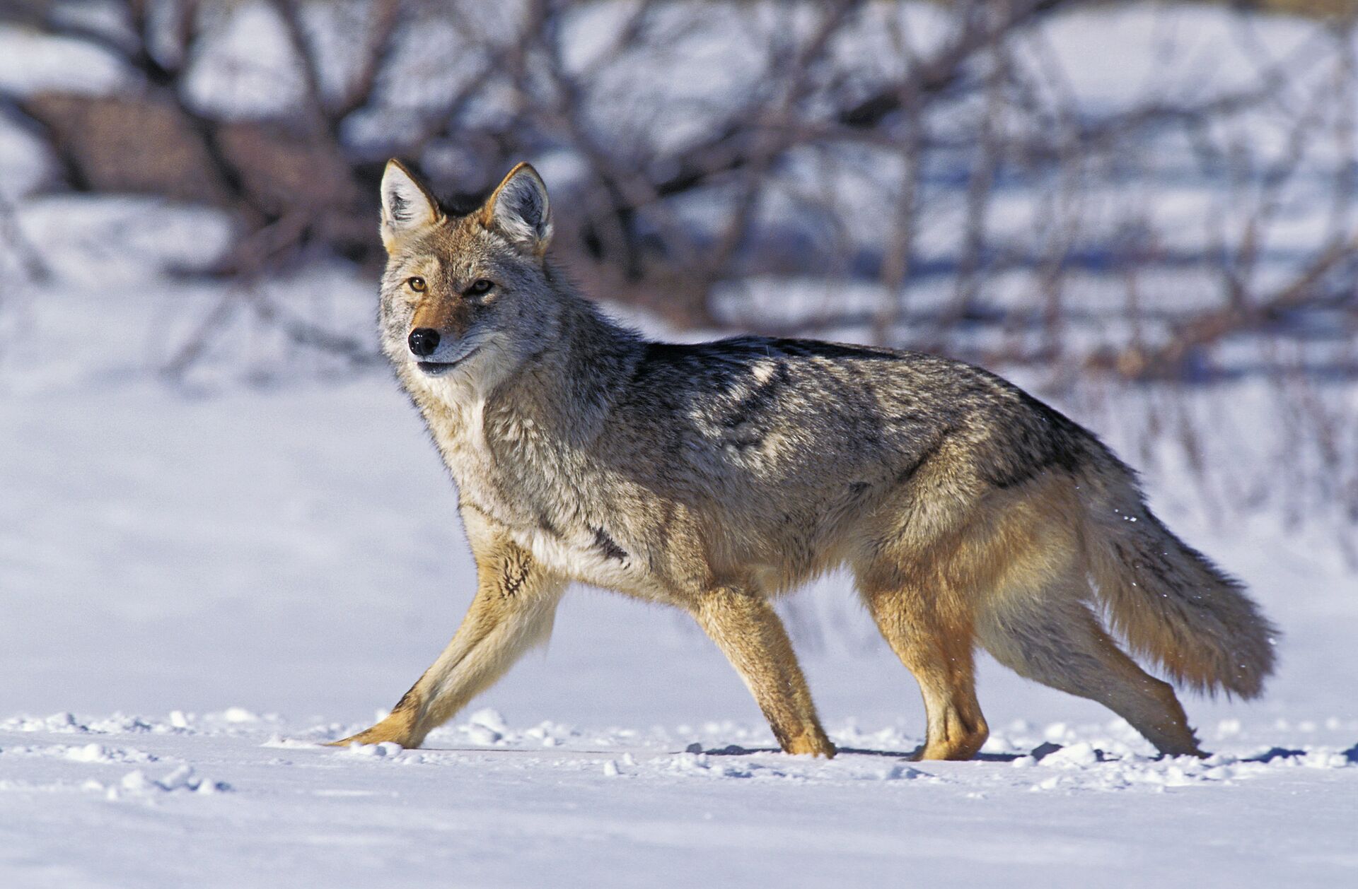 A coyote walking through the snow with brush in the background. 